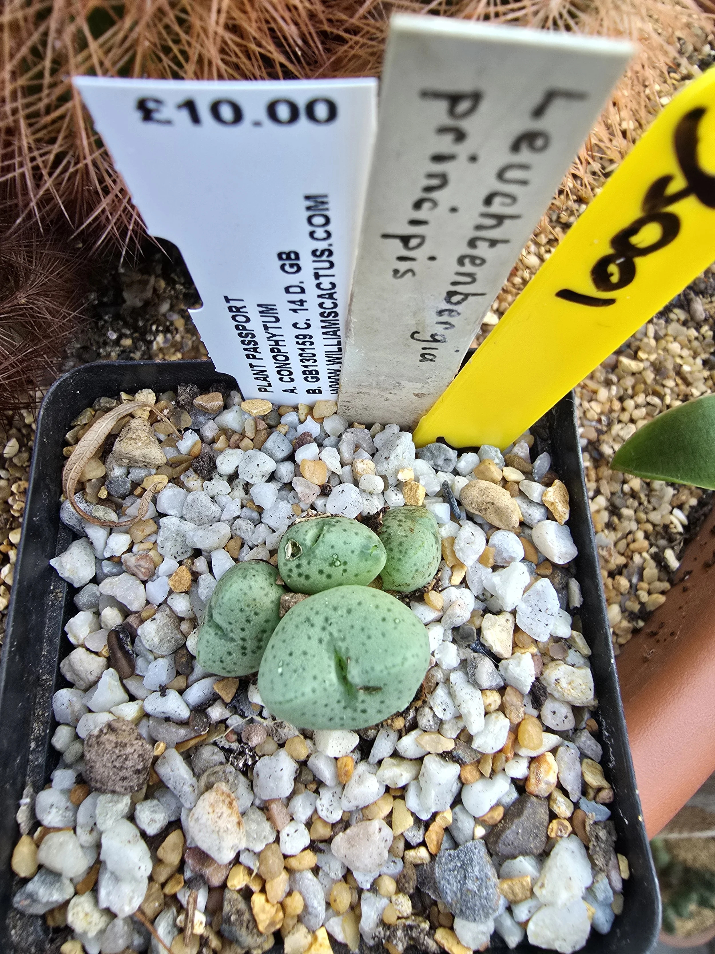 CONOPHYTUM LEUCHTENBERGIA PRINCIPIS