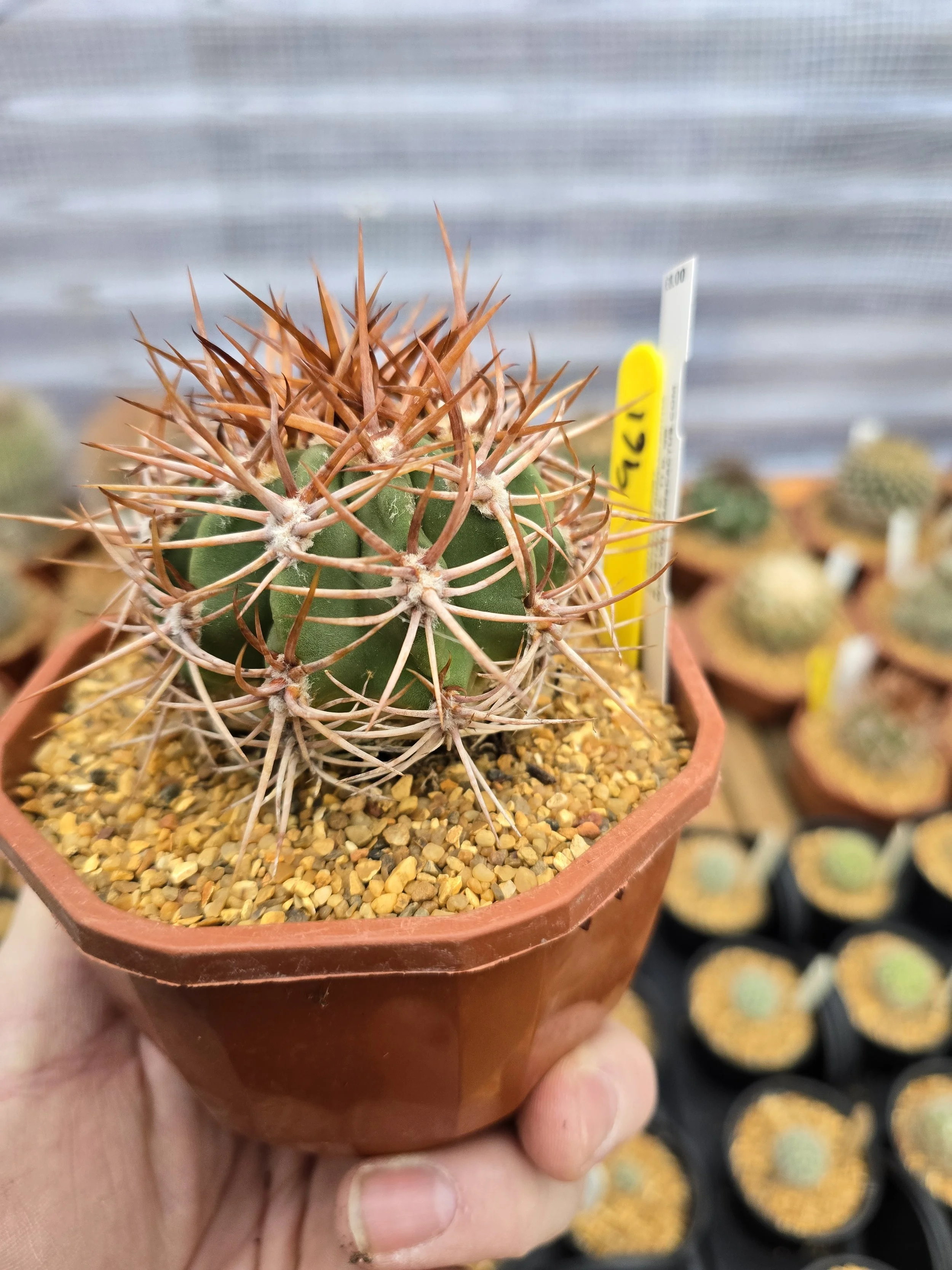 961 DENMOZA RHODACANTHA.jpg