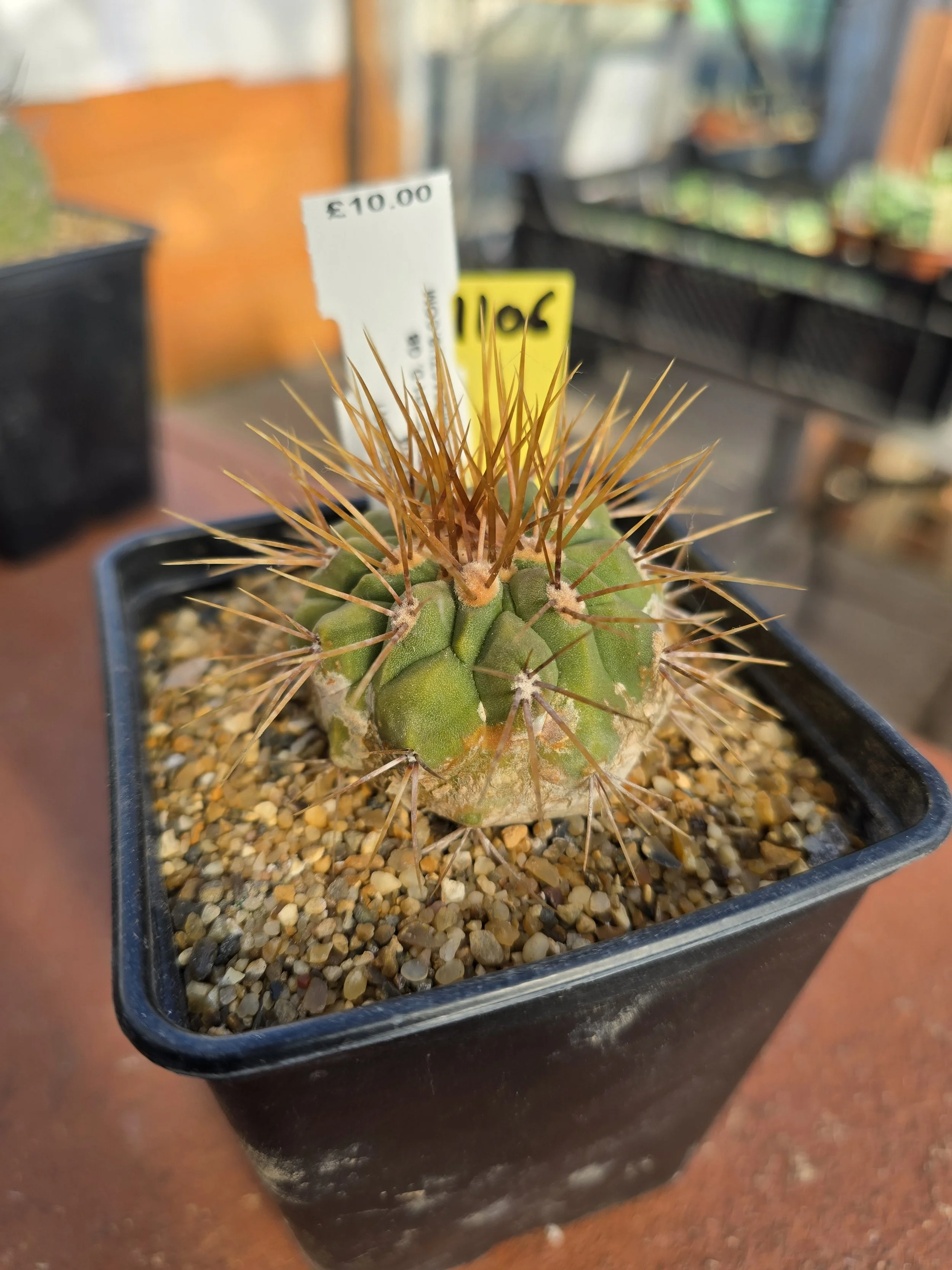 1106 COPIAPOA.jpg