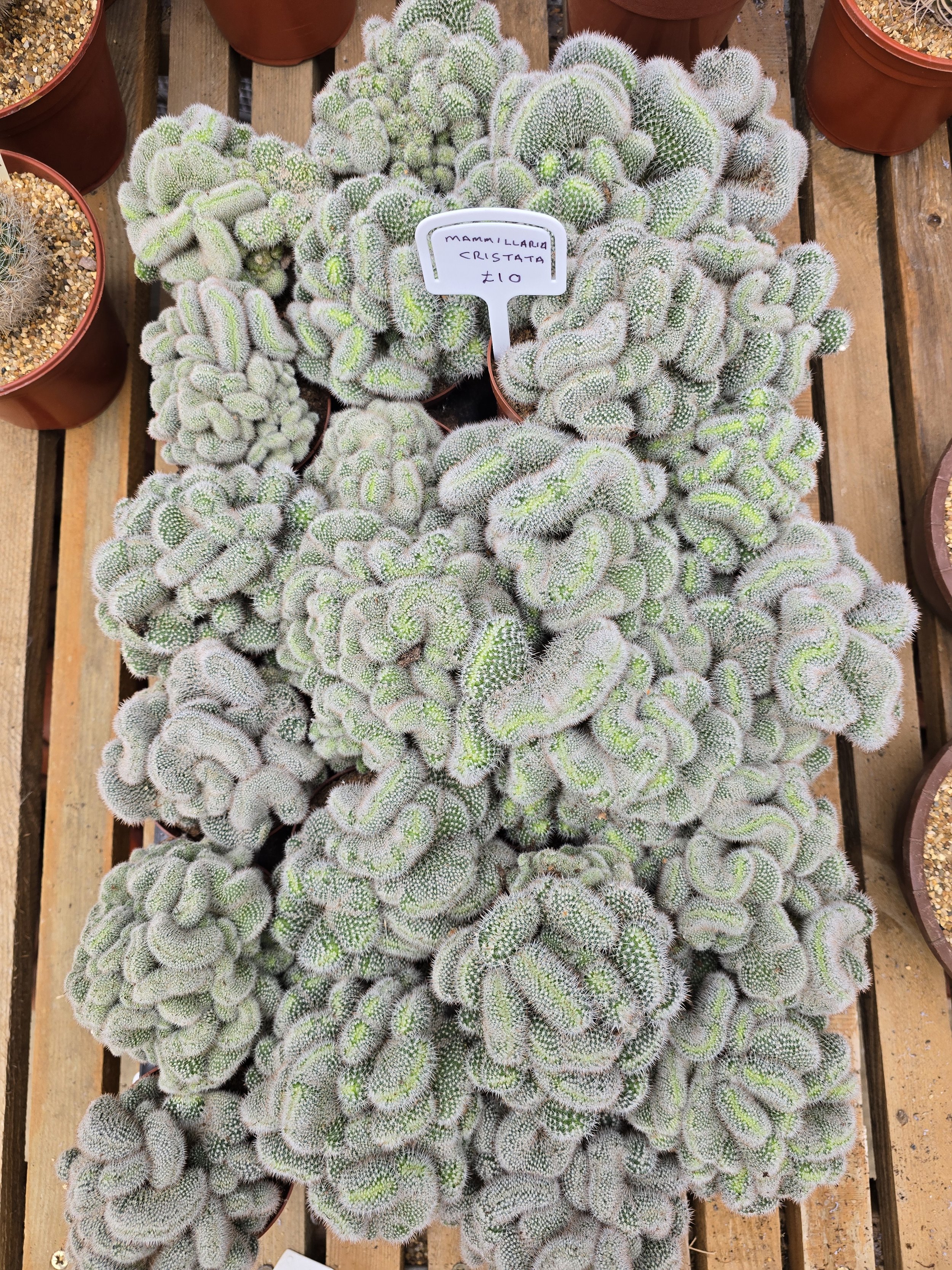 MAMMILLARIA ELEGANS CRISTATA