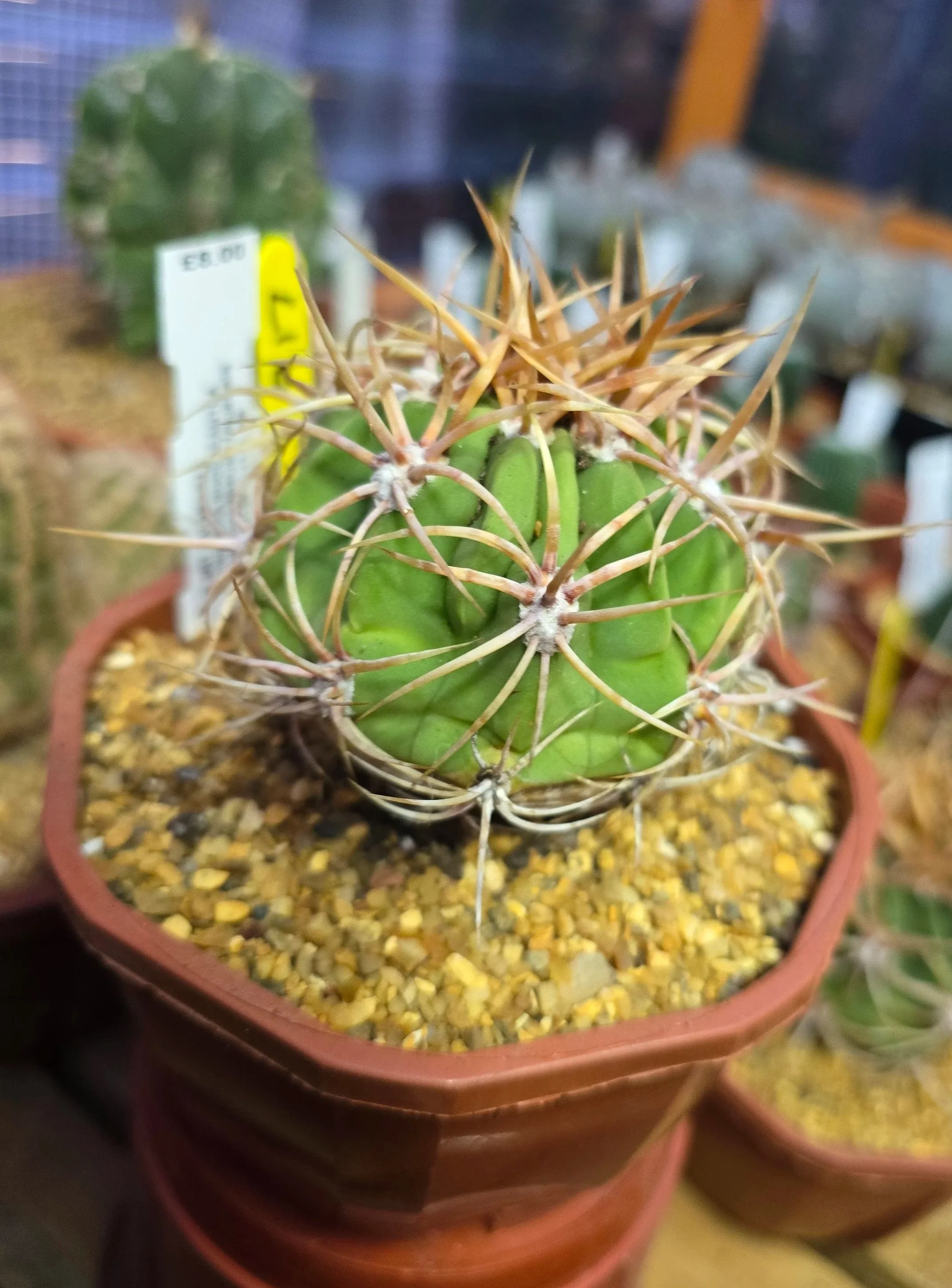 DENMOZA RHODACANTHA x TRICHOCEREUS TARIJENSIS