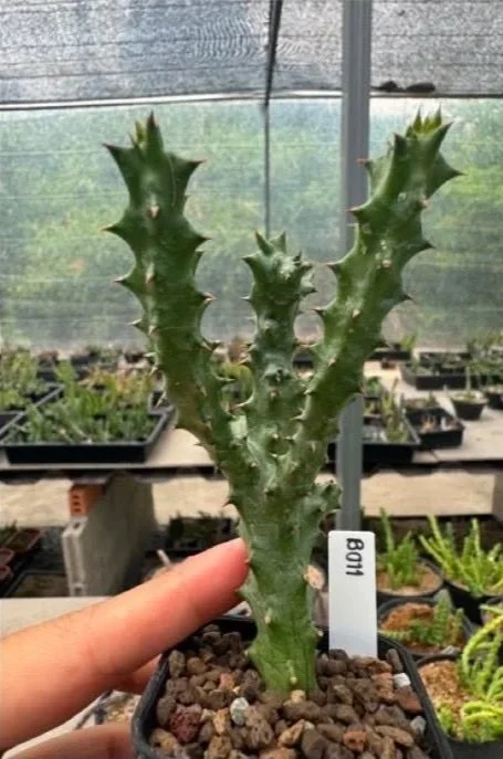 EDITHCOLEA+GRANDIS+%23B011.jpg