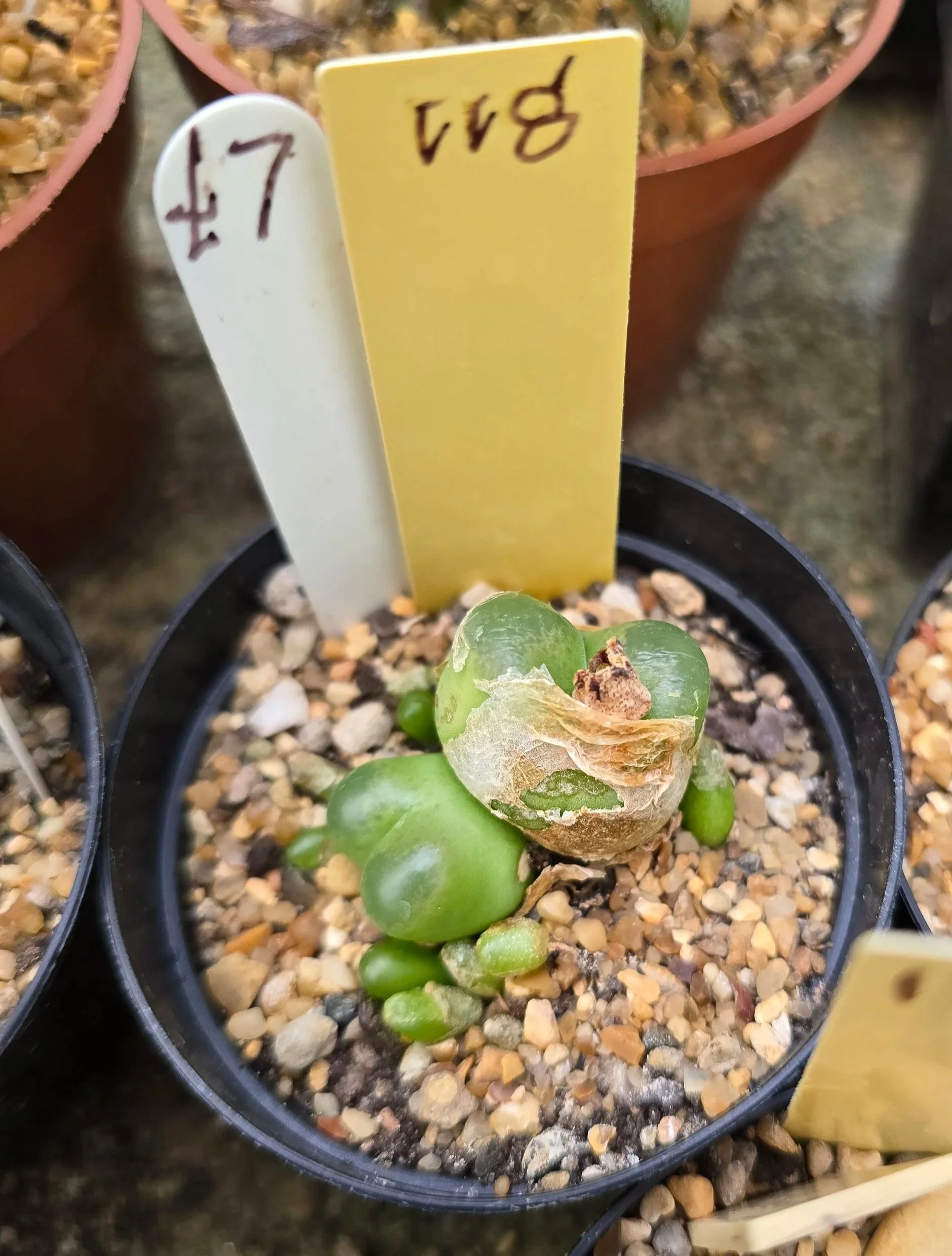 Conophytum - Unknown Name