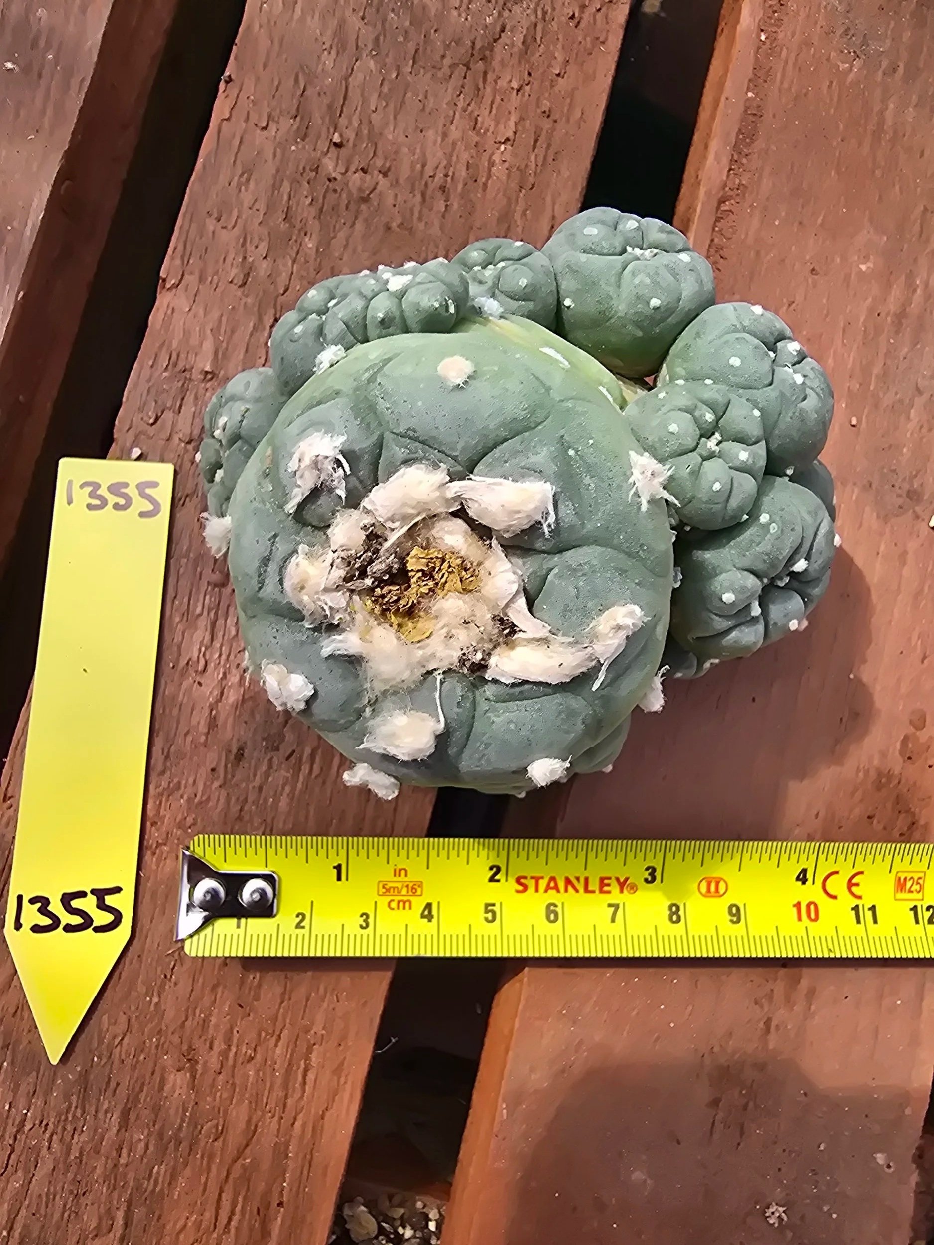 Lophophora williamsii. 1 large head and 12 small pups