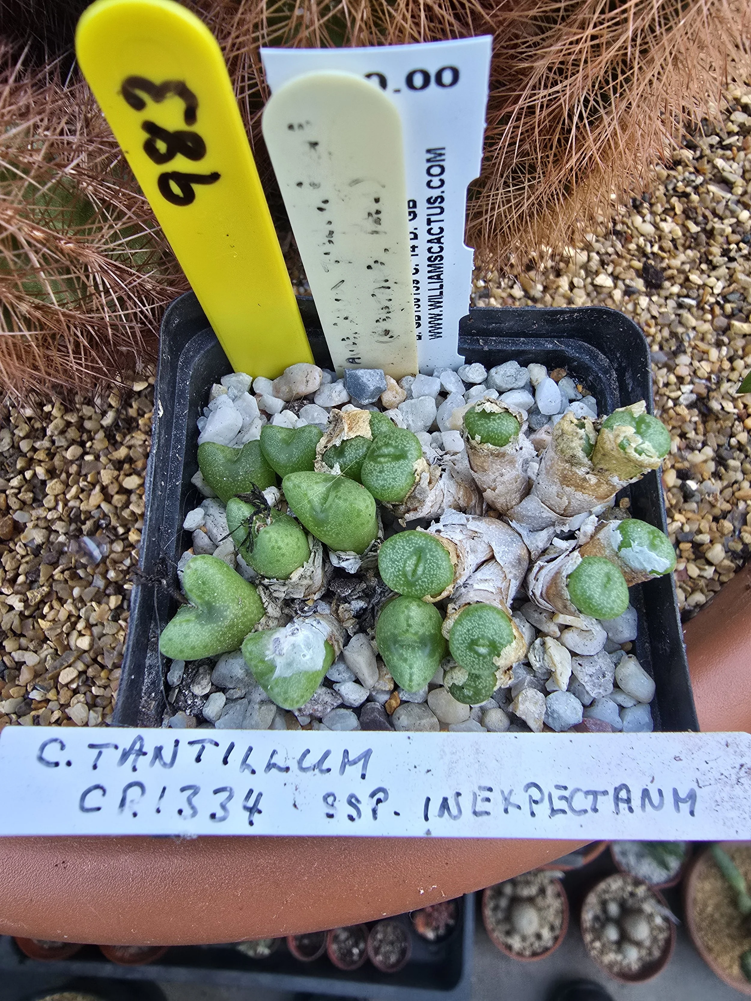 Conophytum tantillum subsp. inexpectatum CR 1334