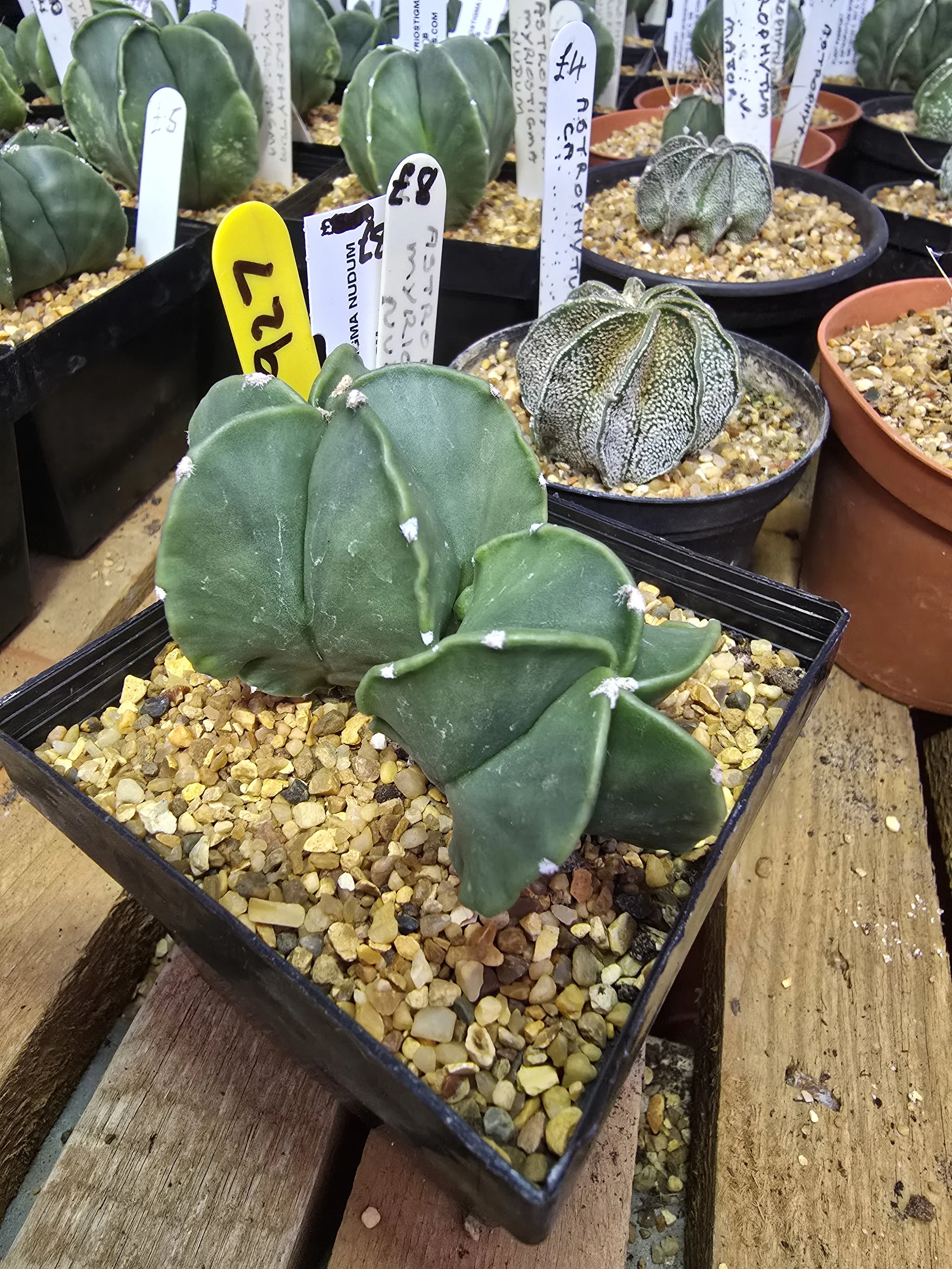 ASTROPHYTUM MYRIOSTIGMA NUDUM