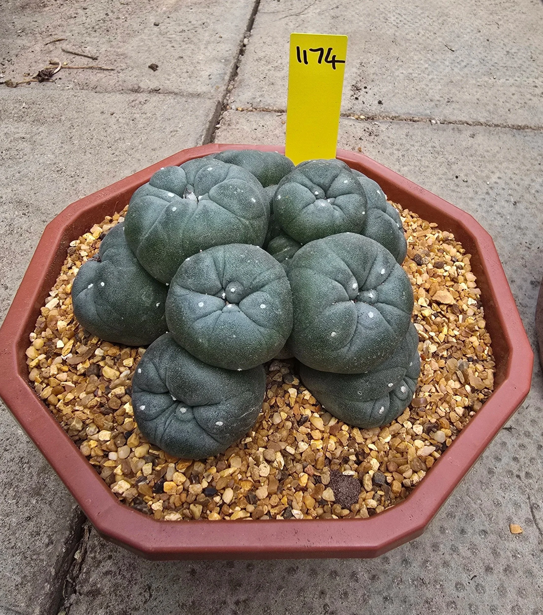 Lophophora Williamsii
