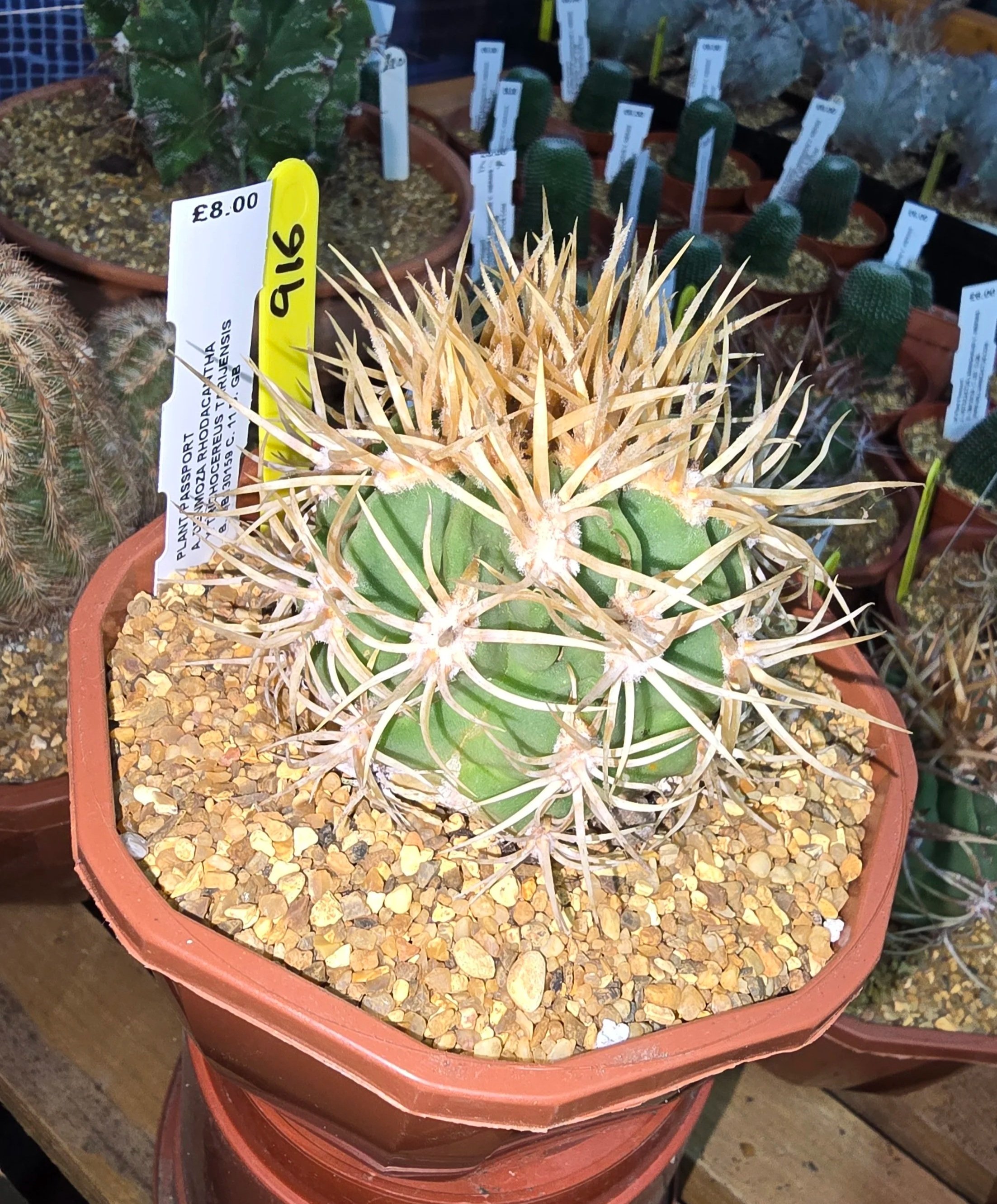 DENMOZA RHODACANTHA x TRICHOCEREUS TARIJENSIS