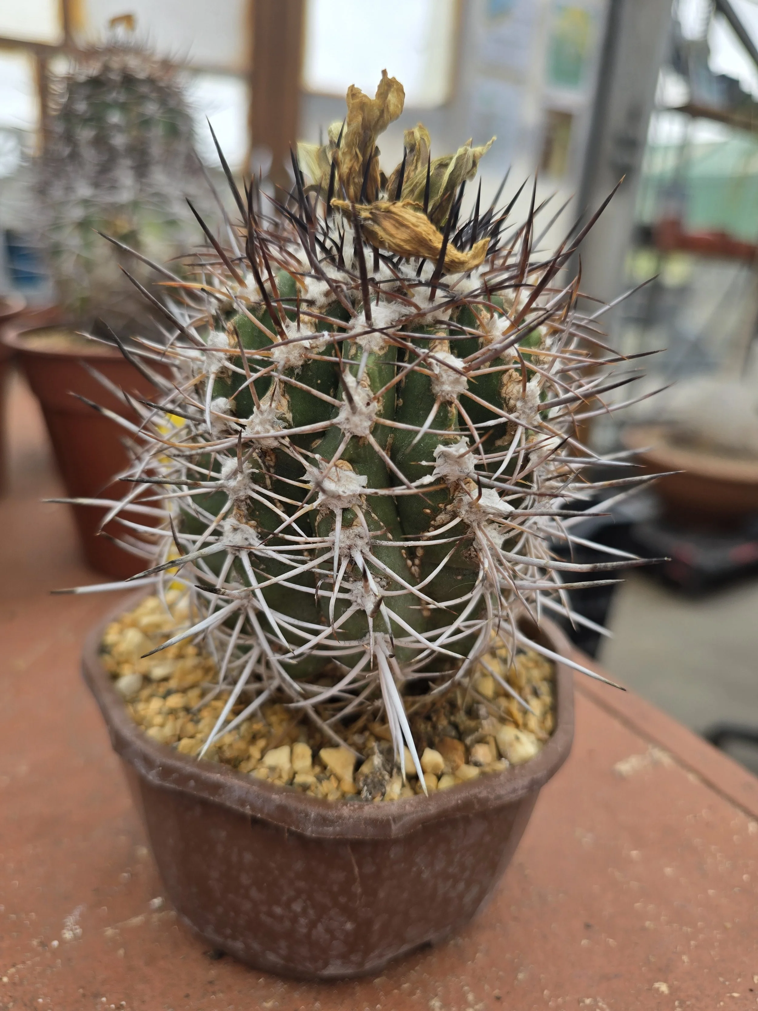 COPIAPOA