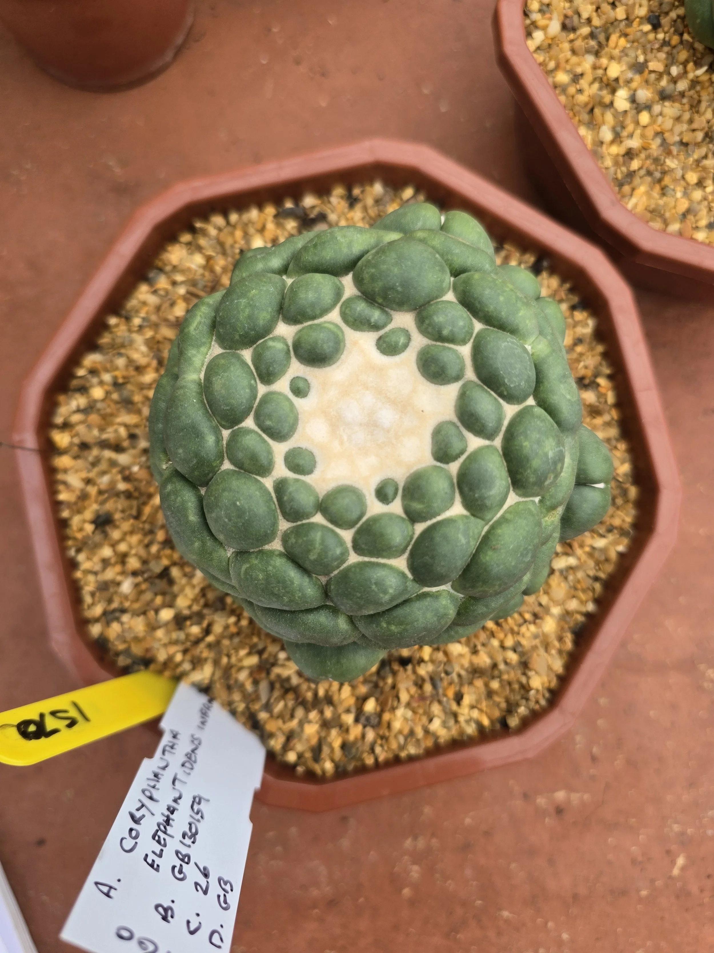 CORYPHANTHA ELEPHANTIDENS INERMIS