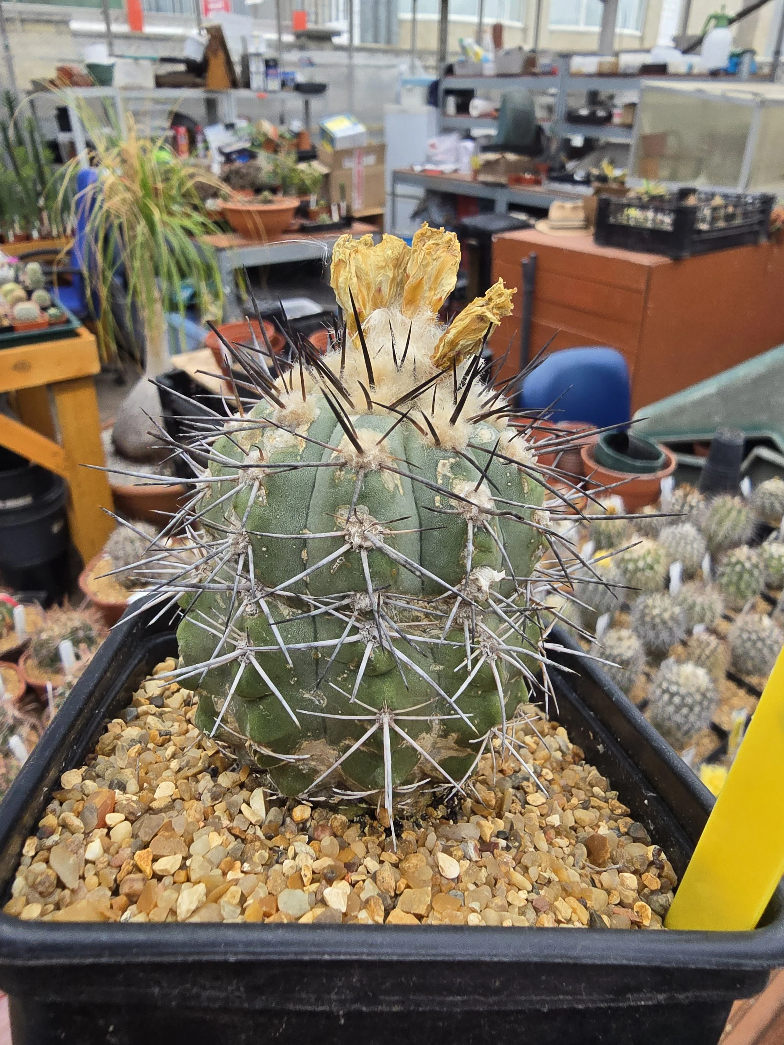 Copiapoa