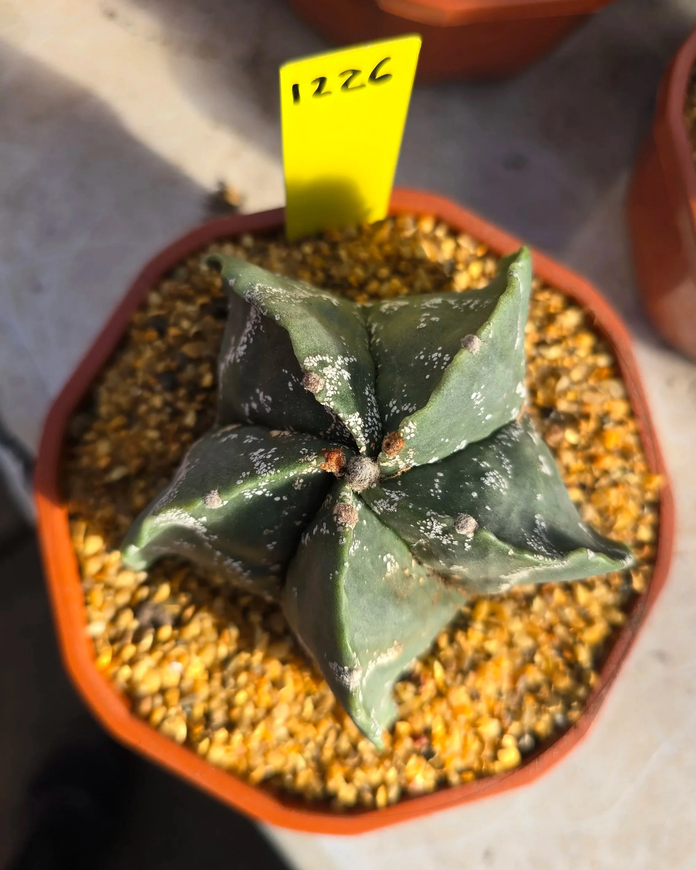Astrophytum