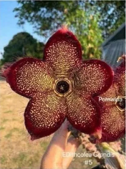 EDITHCOLEA GRANDIS #5