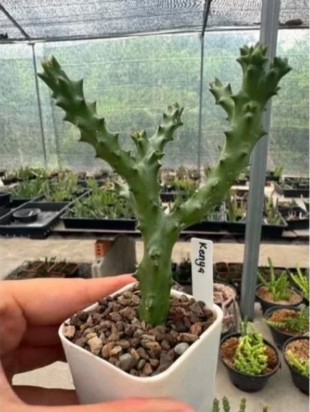 EDITHCOLEA+GRANDIS+FROM+GHAZI+HILLS+KENYA.jpg