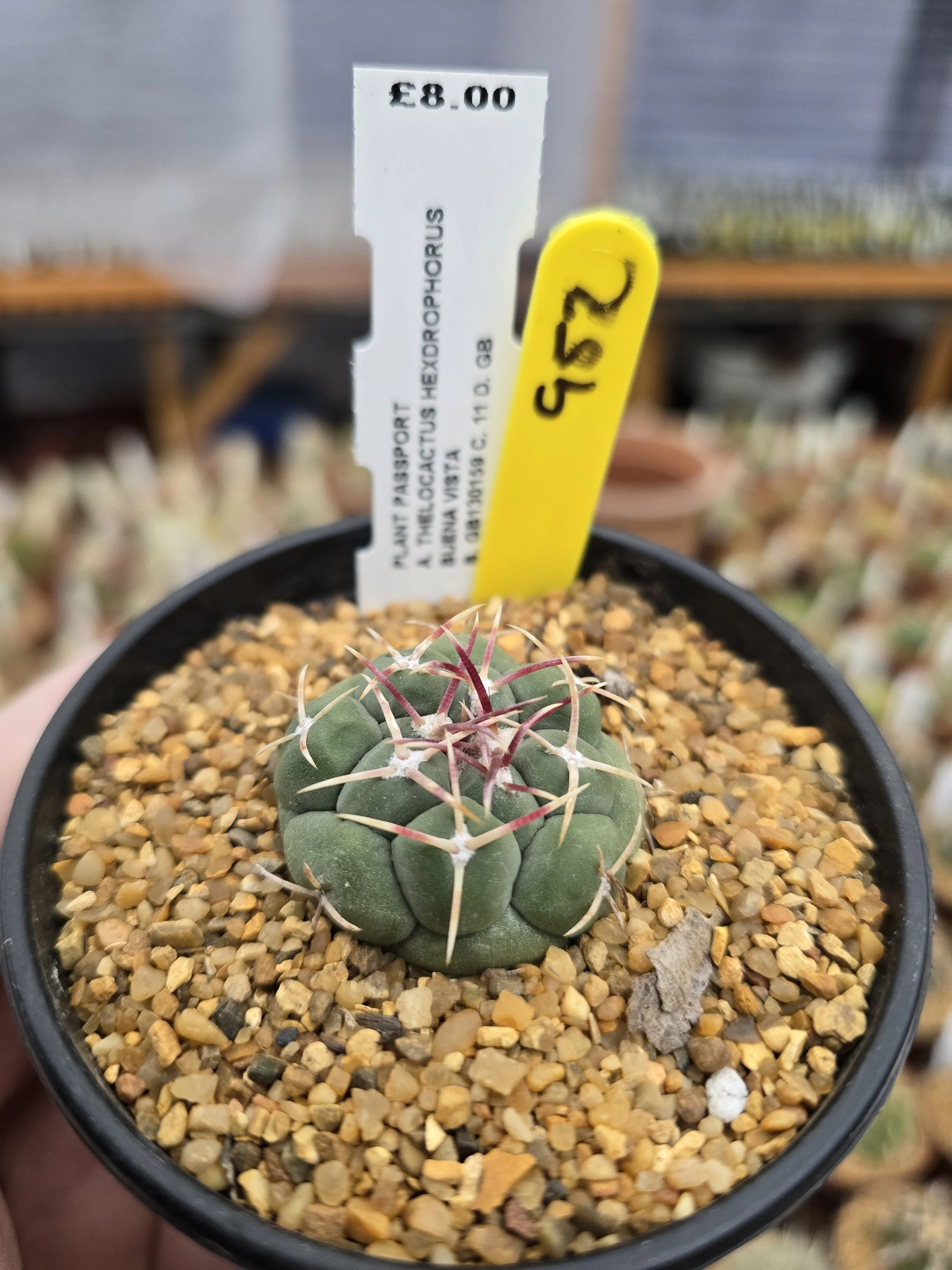 THELOCACTUS HEXDROPHORUS BUENA VISTA