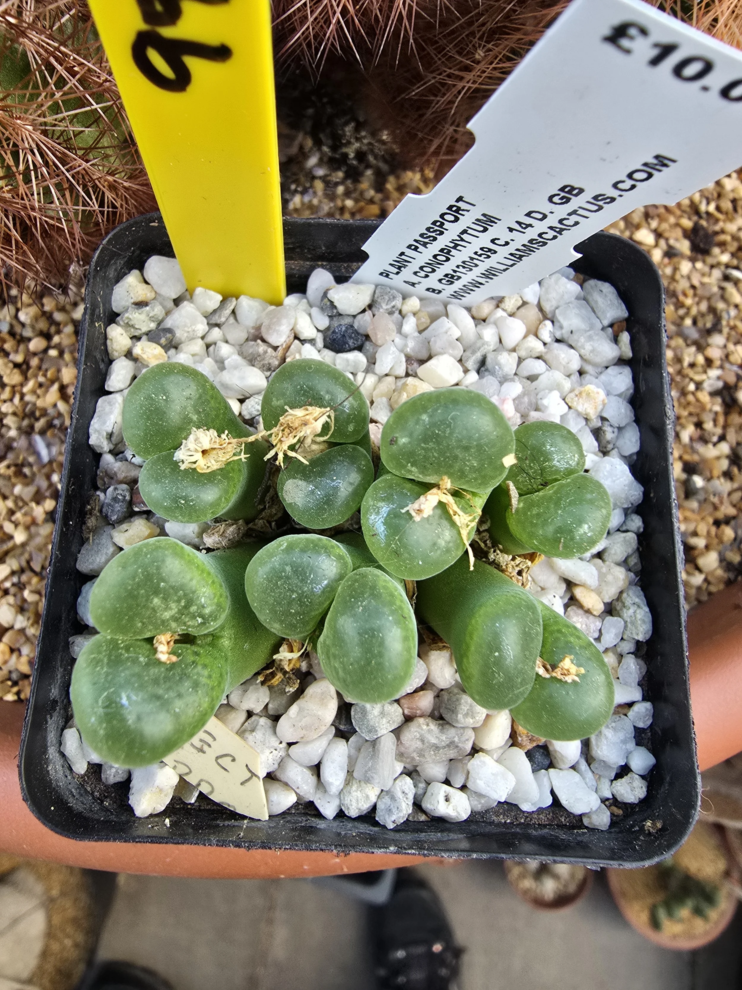 CONOPHYTUM