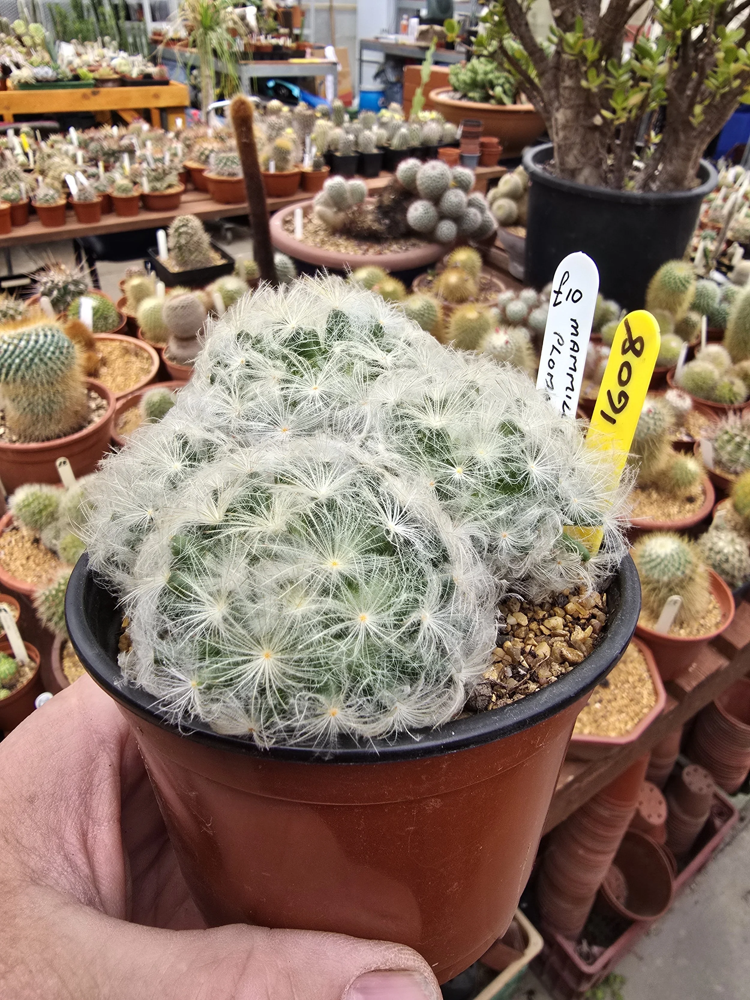 MAMMILLARIA PLUMOSA