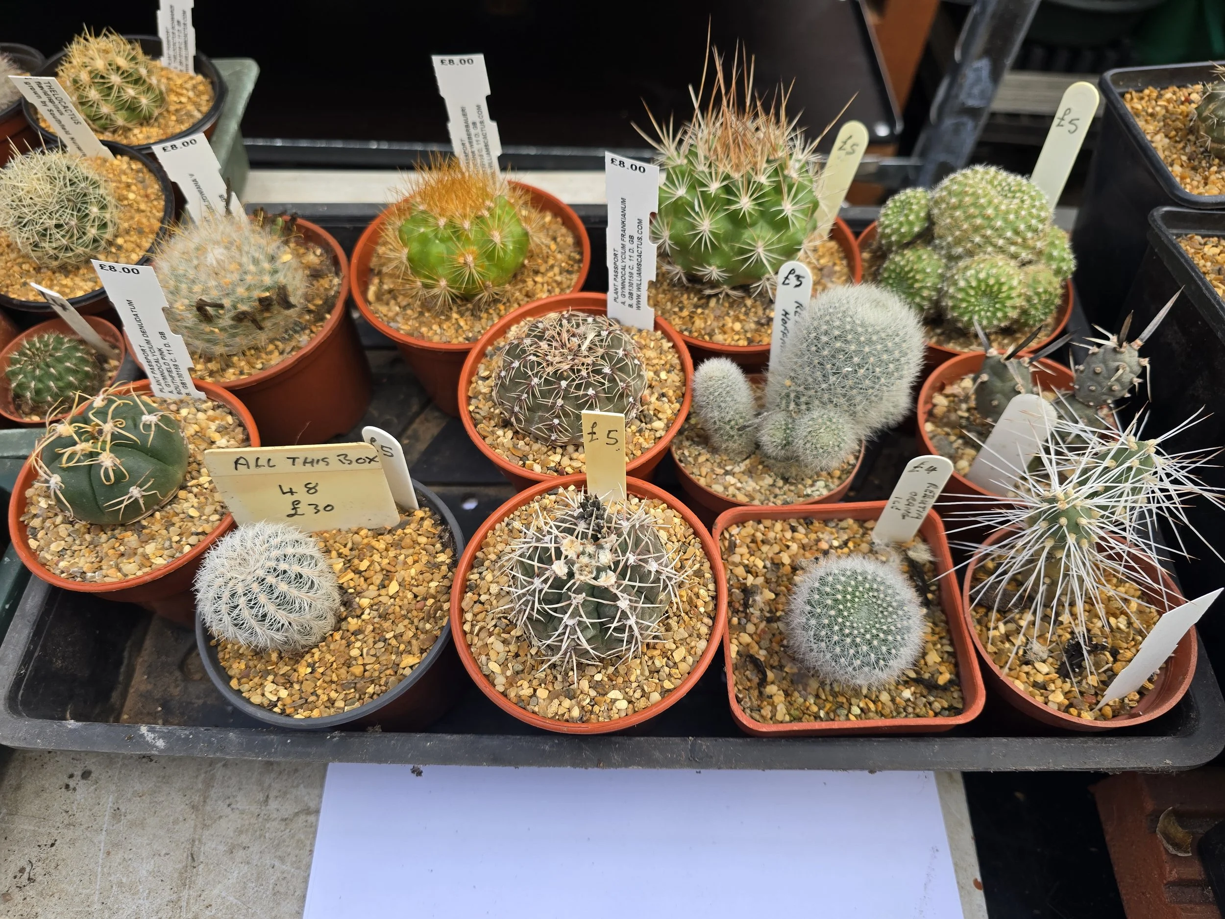 Mixed 12 Cactus Collection - Tray 48
