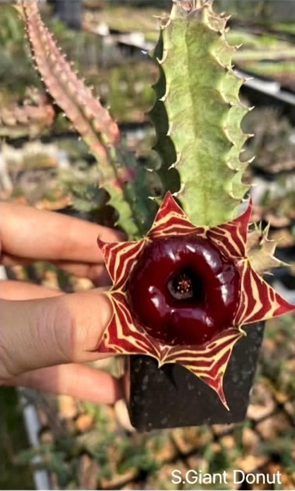 STAPELIA GIANT DONUT