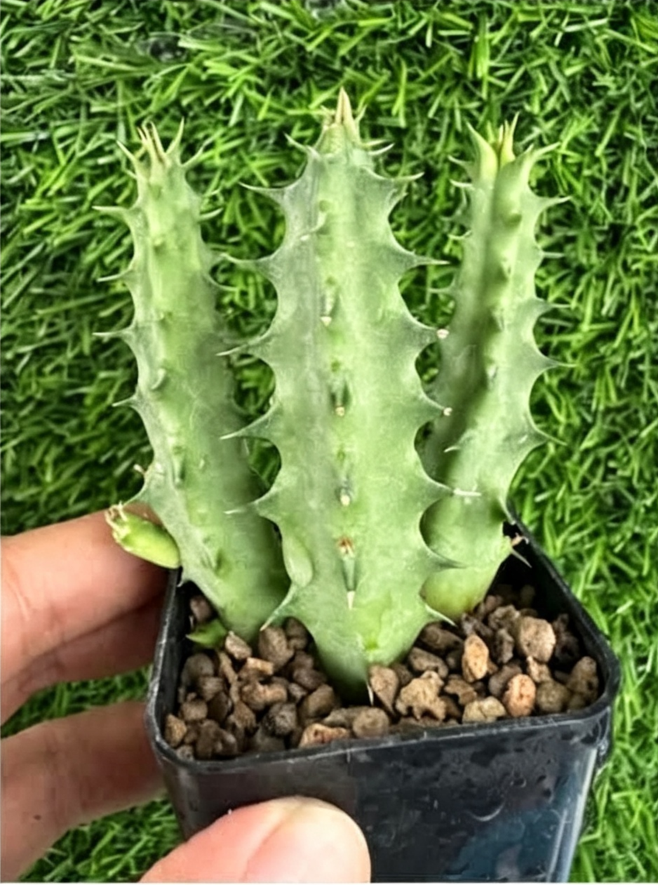 HUERNIA+CANDY+MAROON.png