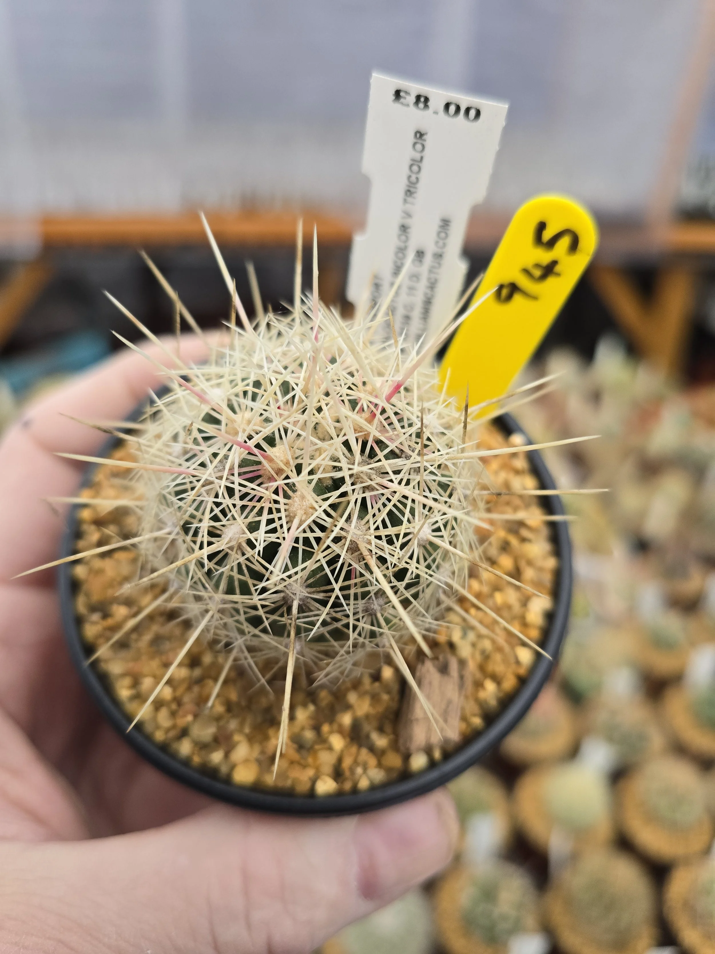 THELOCACTUS BICOLOUR V TRICOLOUR