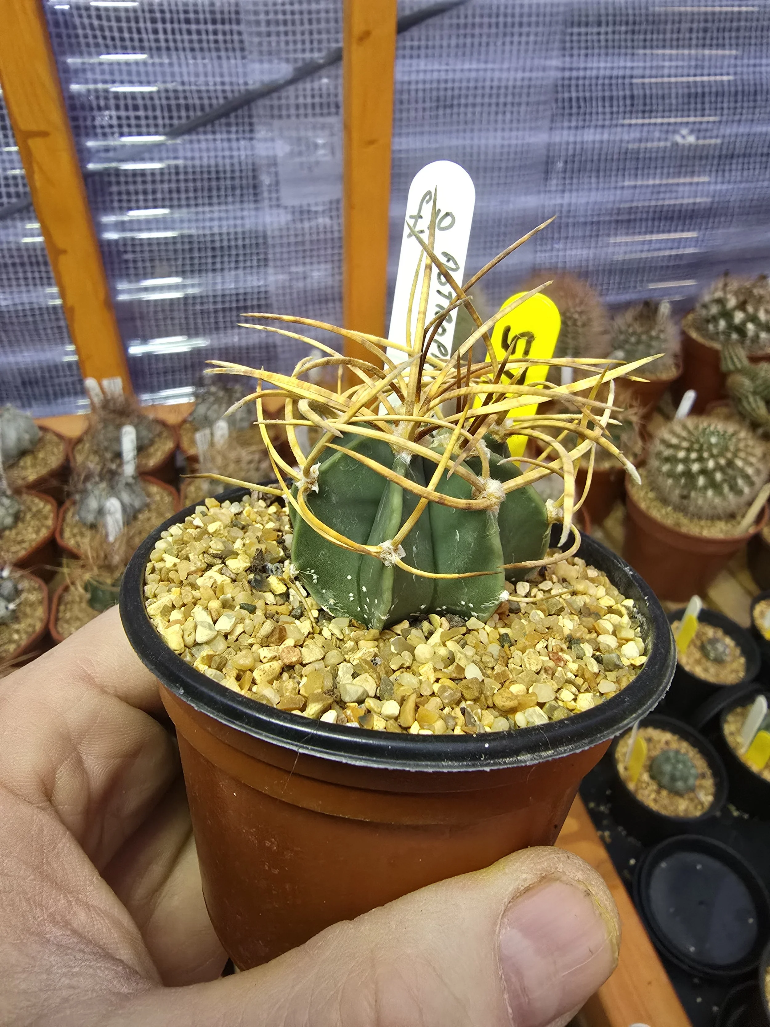WILLIAMS CACTUS