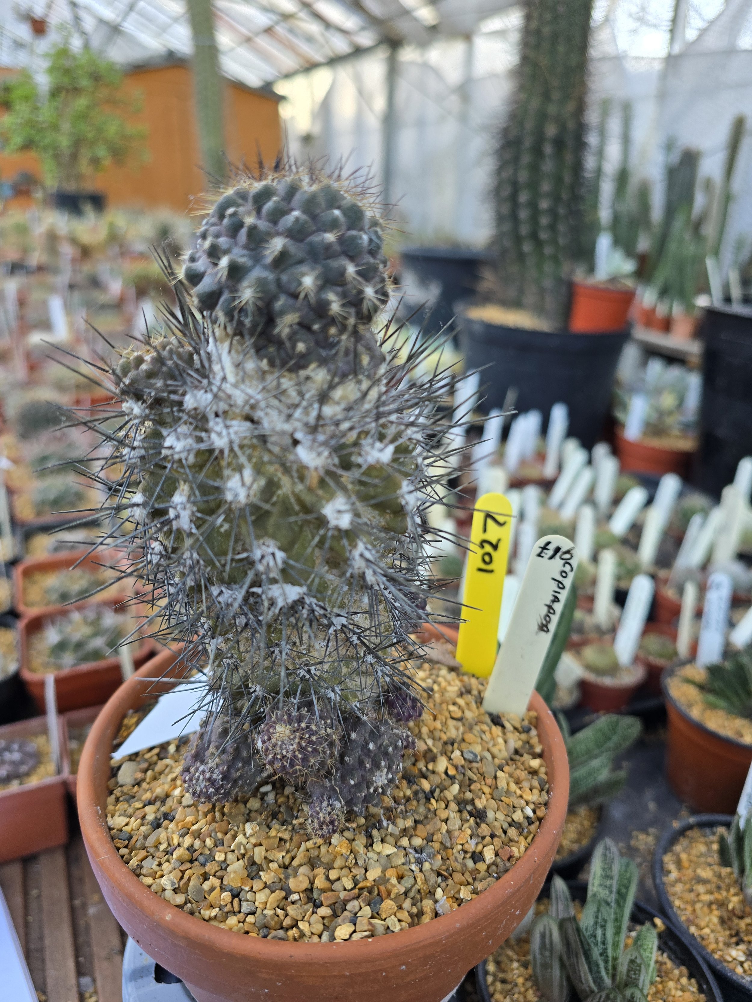 COPIAPOA