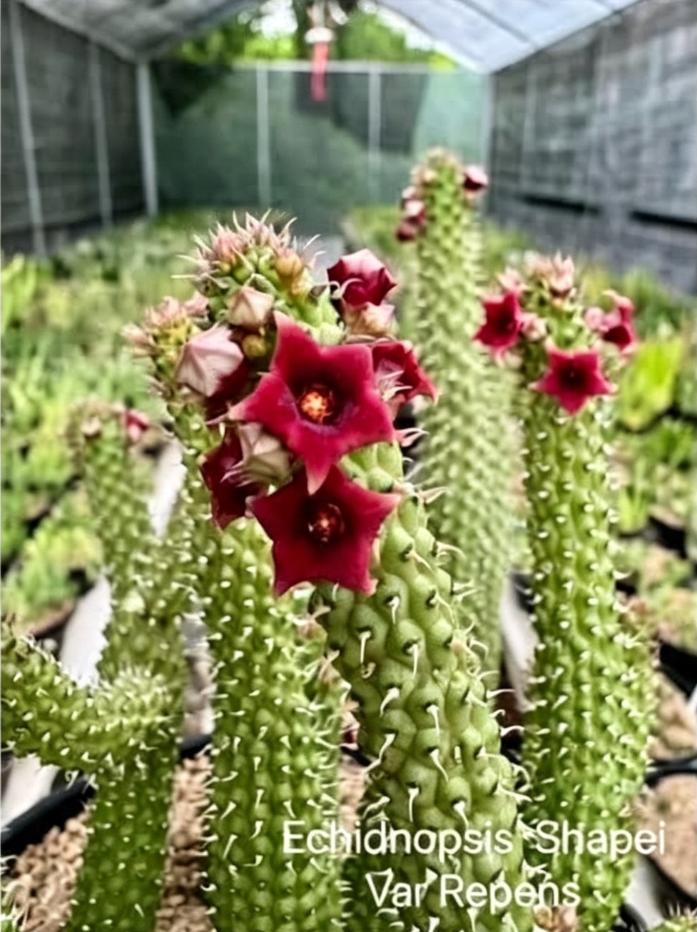 ECHIDNOPSIS SHAPEI Var REPENS