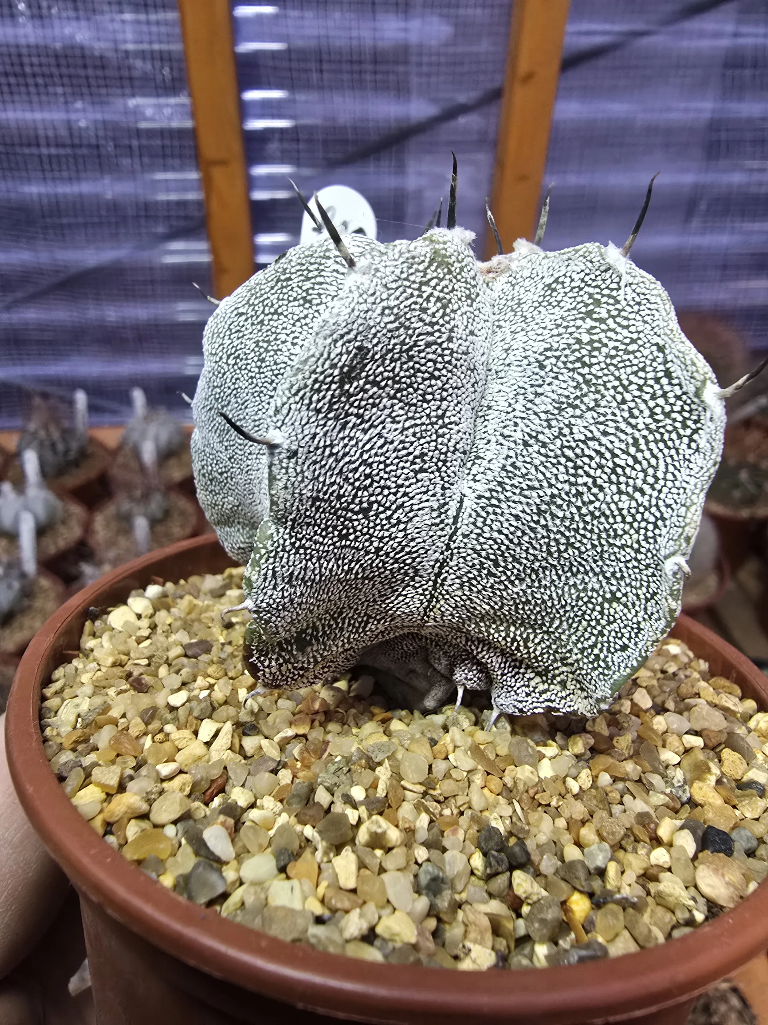 WILLIAMS CACTUS
