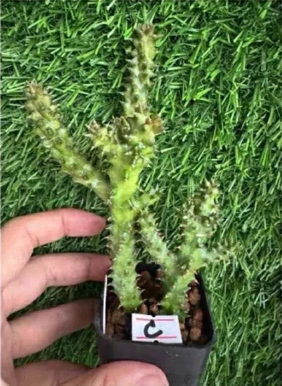 EDITHCOLEA+GRANDIS+%234.jpg