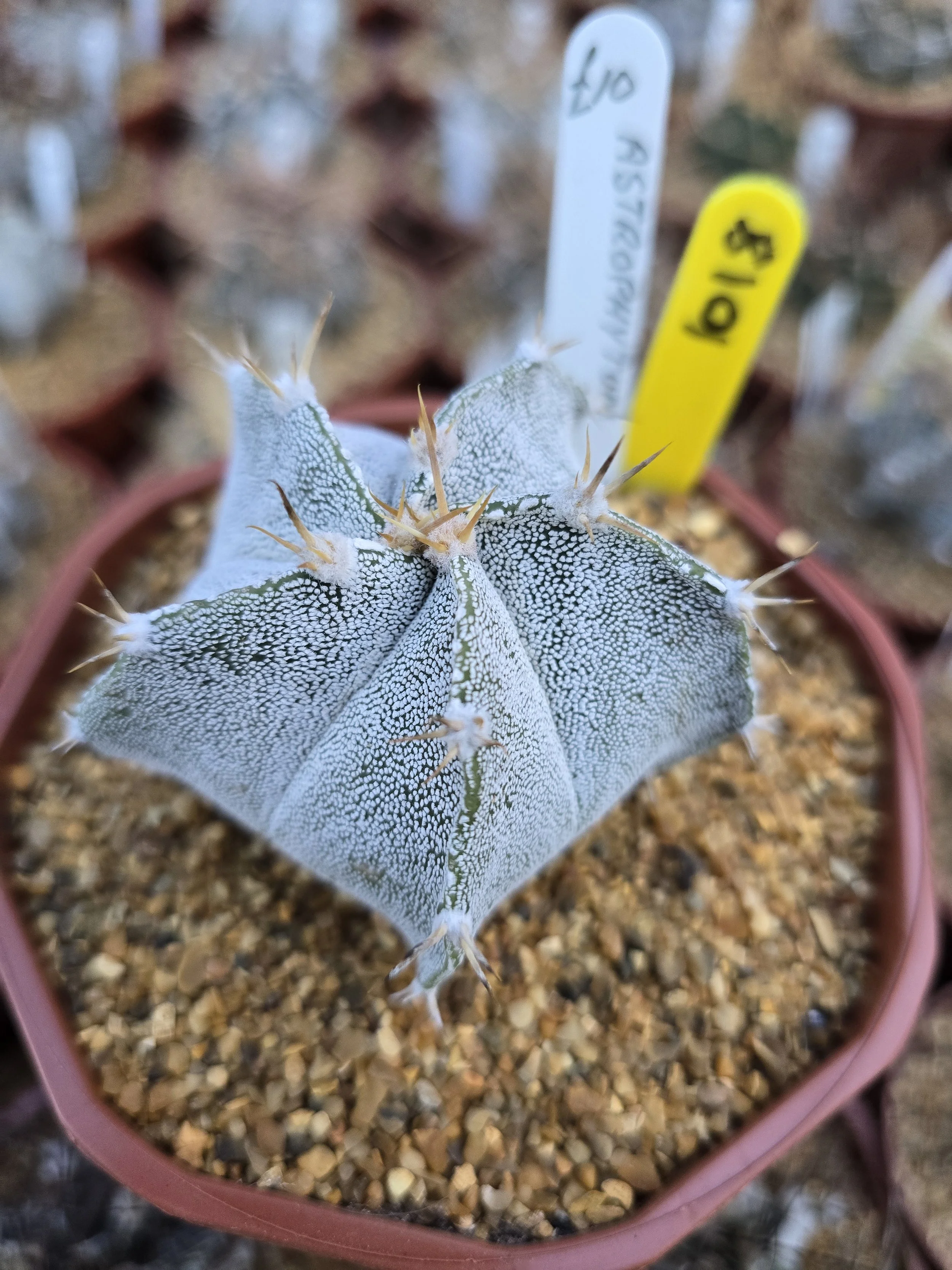 ASTROPHYTUM ORNATUM X MYRIOSTIGMA BISHOPS MITRE HYBRID