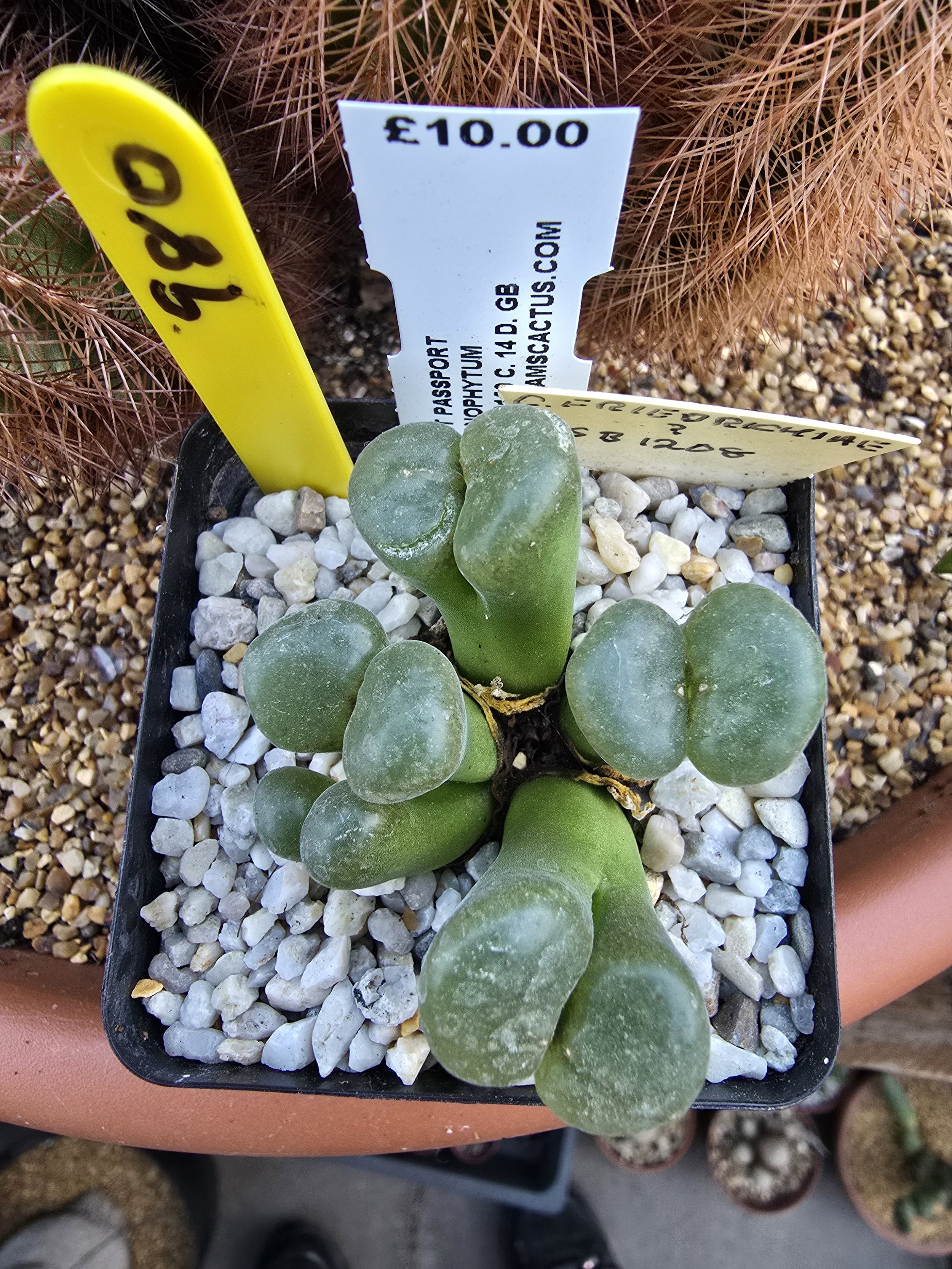 CONOPHYTUM Ophthalmophyllum friedrichiae