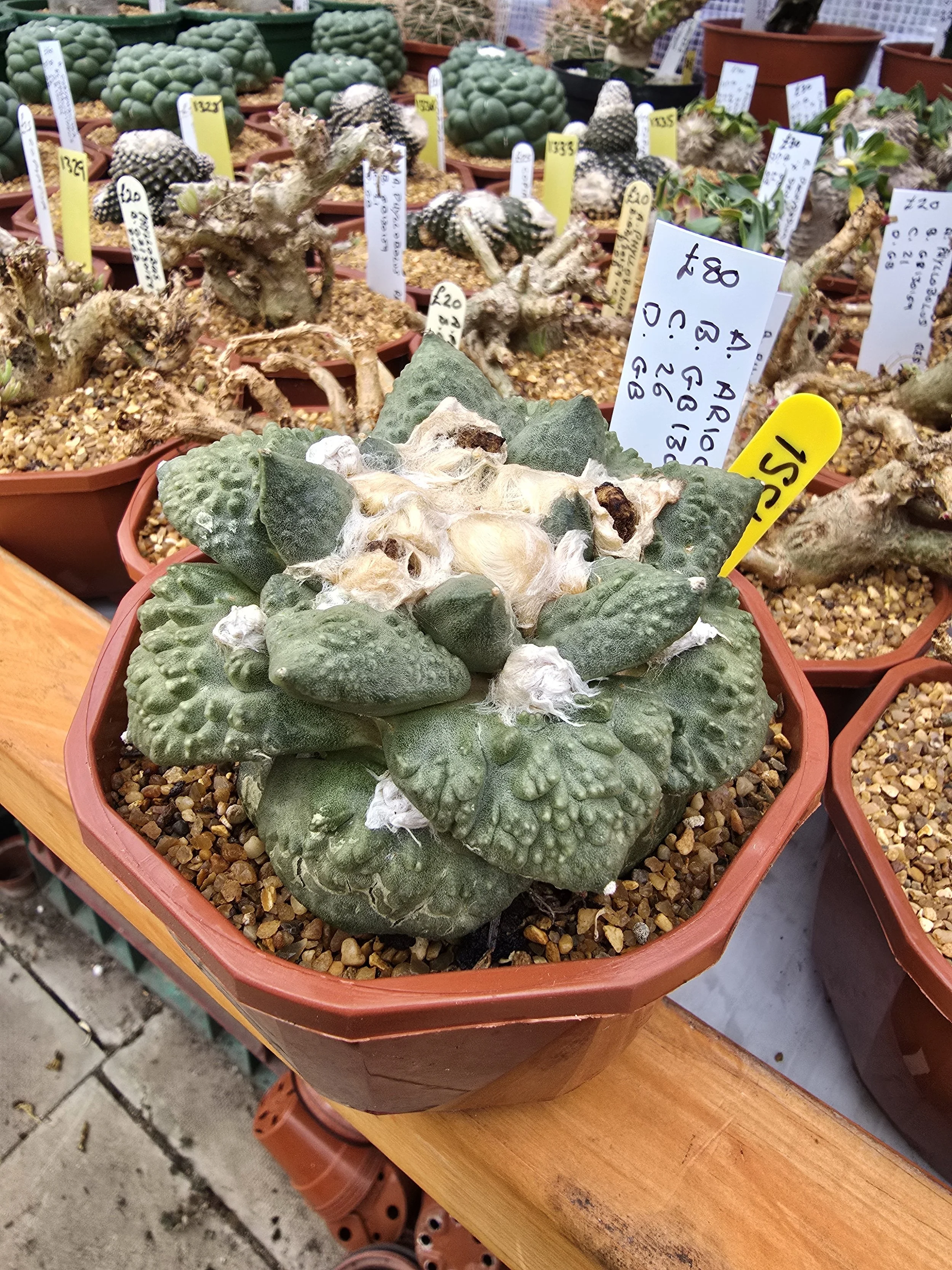 Ariocarpus