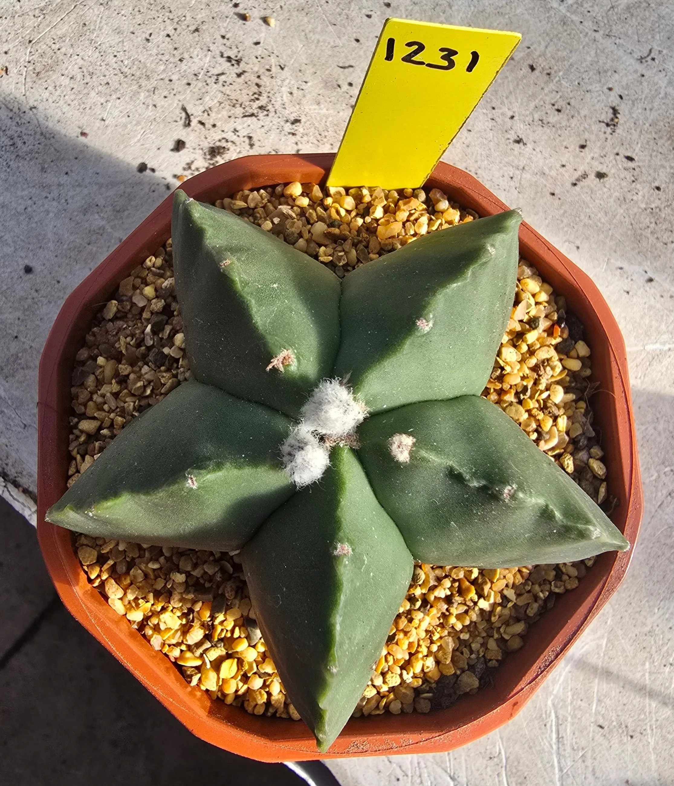 Astrophytum
