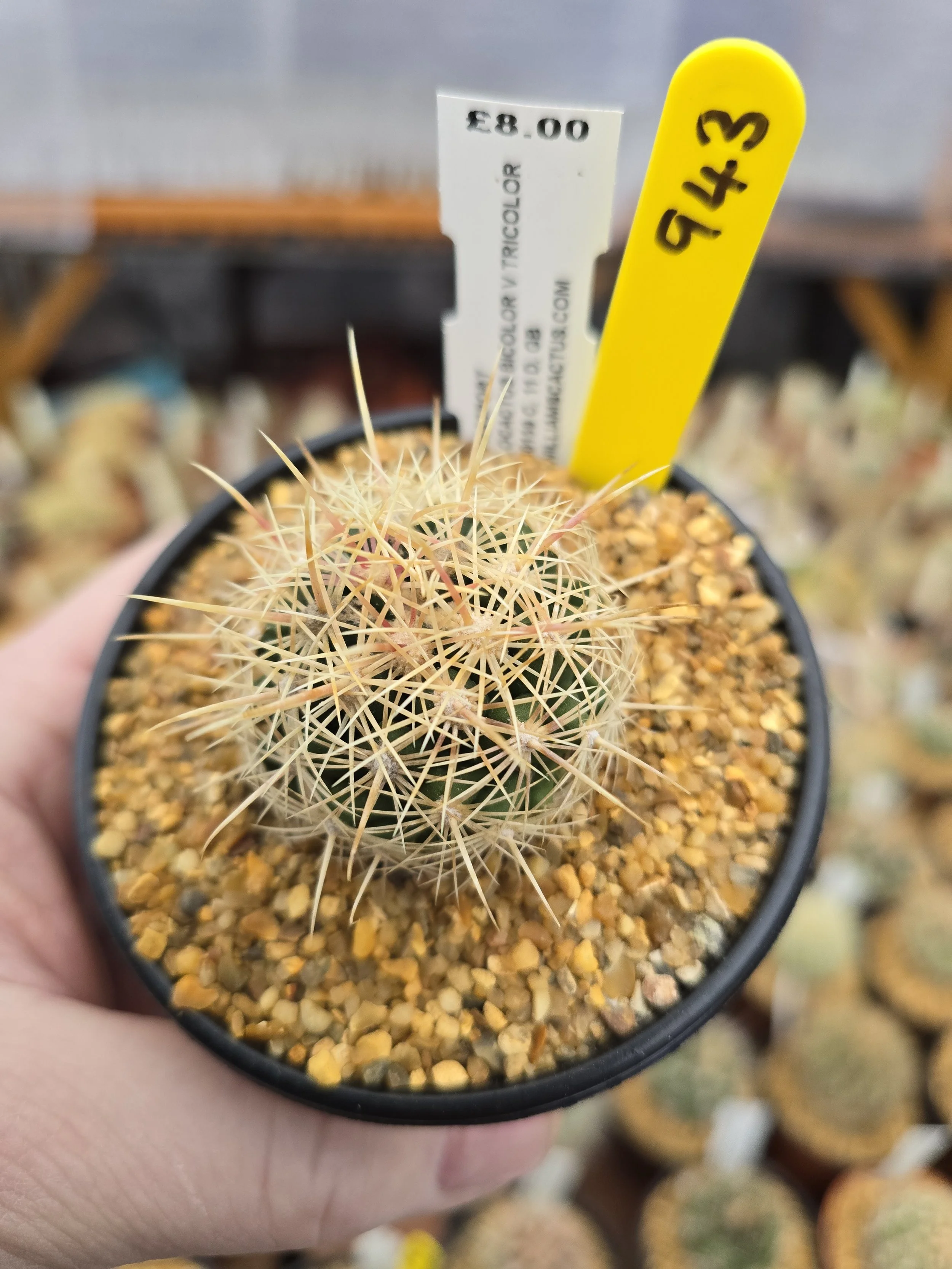 THELOCACTUS BICOLOUR V TRICOLOUR
