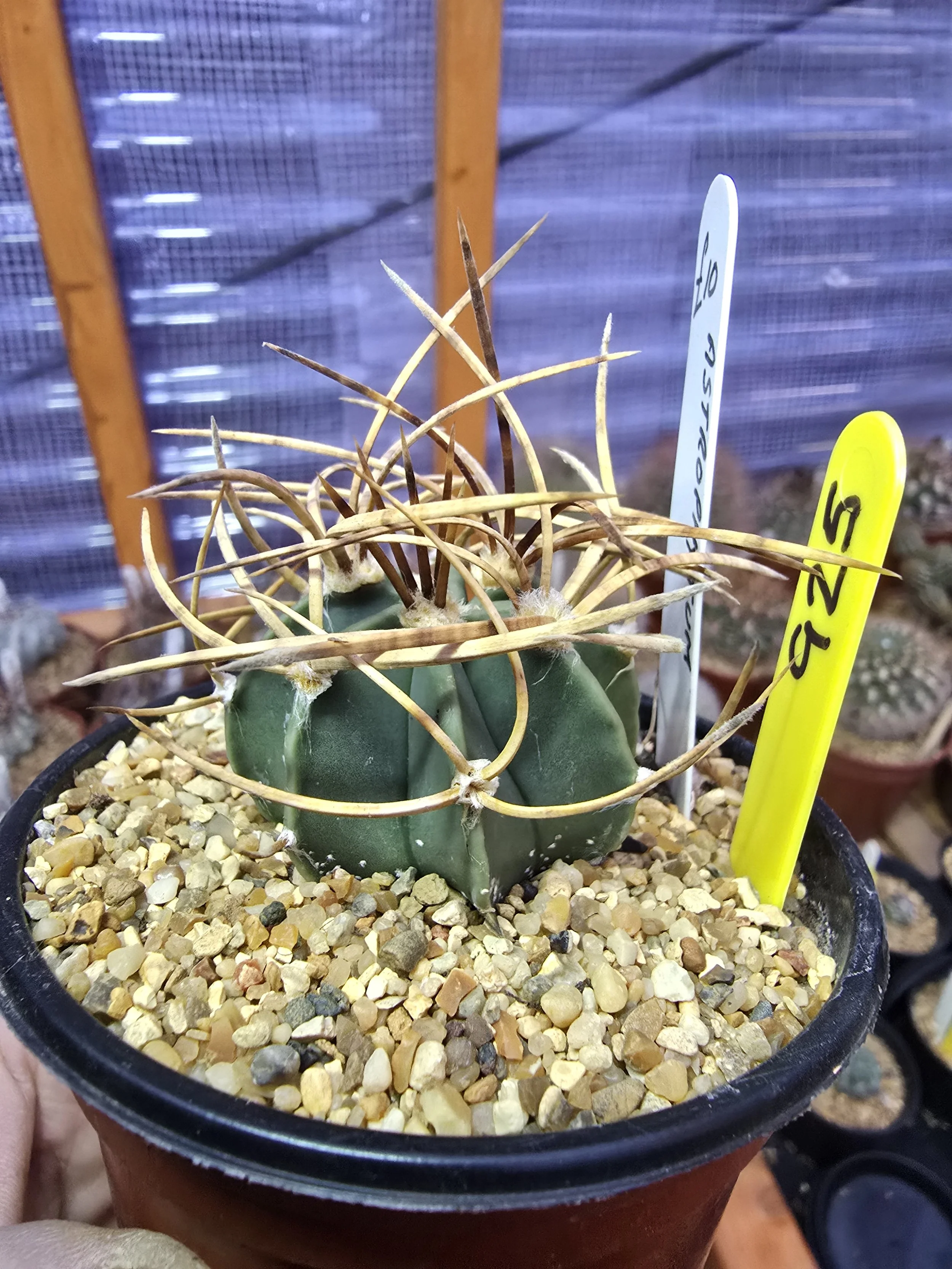 WILLIAMS CACTUS