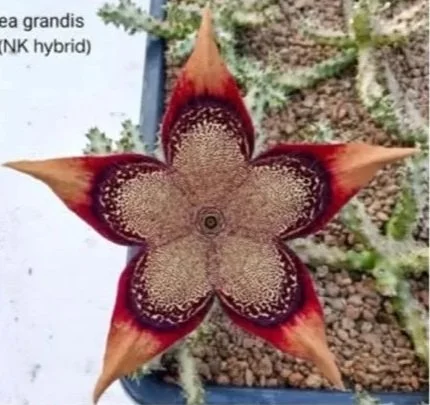 EDITHCOLEA GRANDIS NK HYBRID