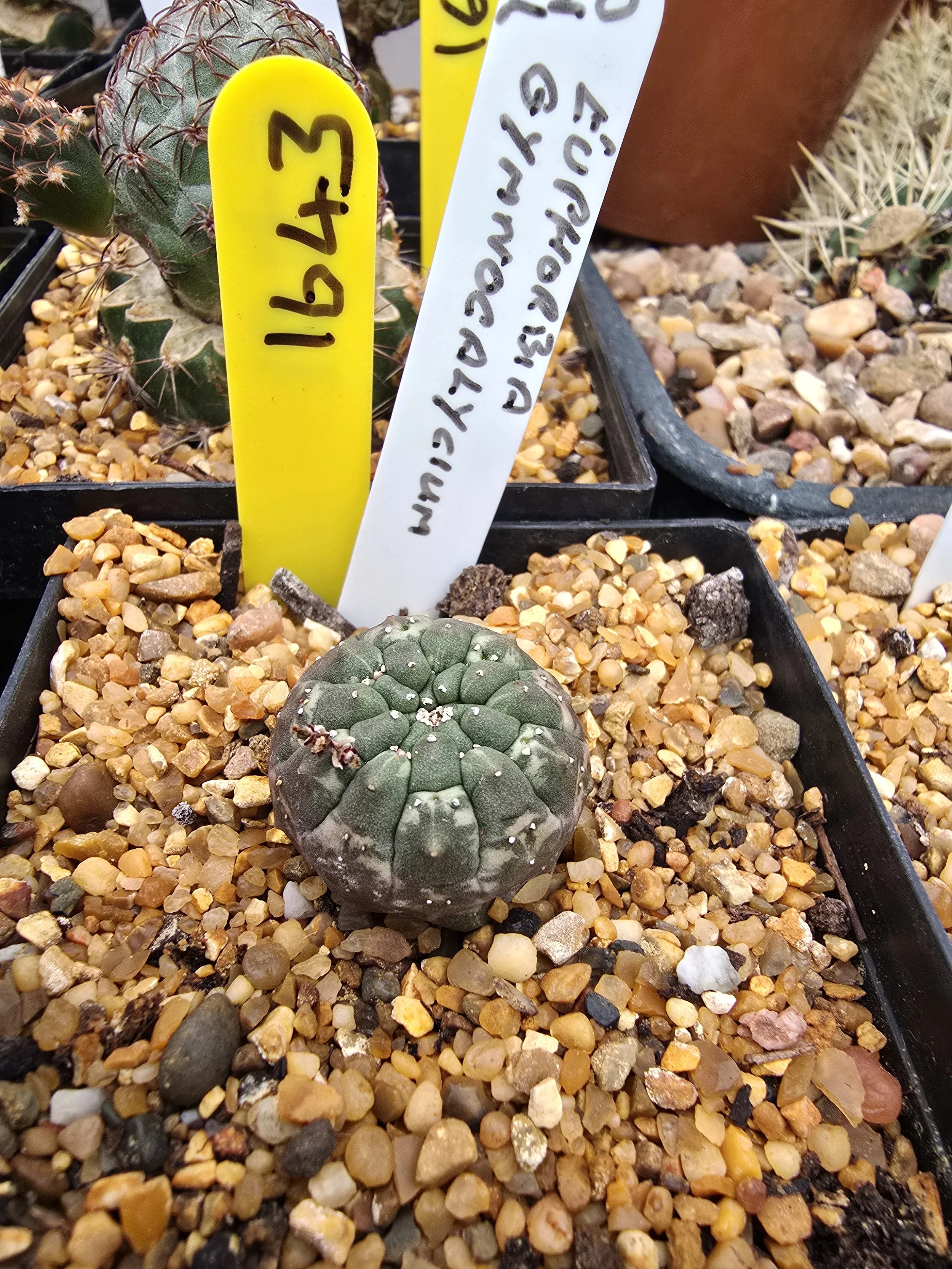EUPHORBIA GYMNOCALYCIOIDES