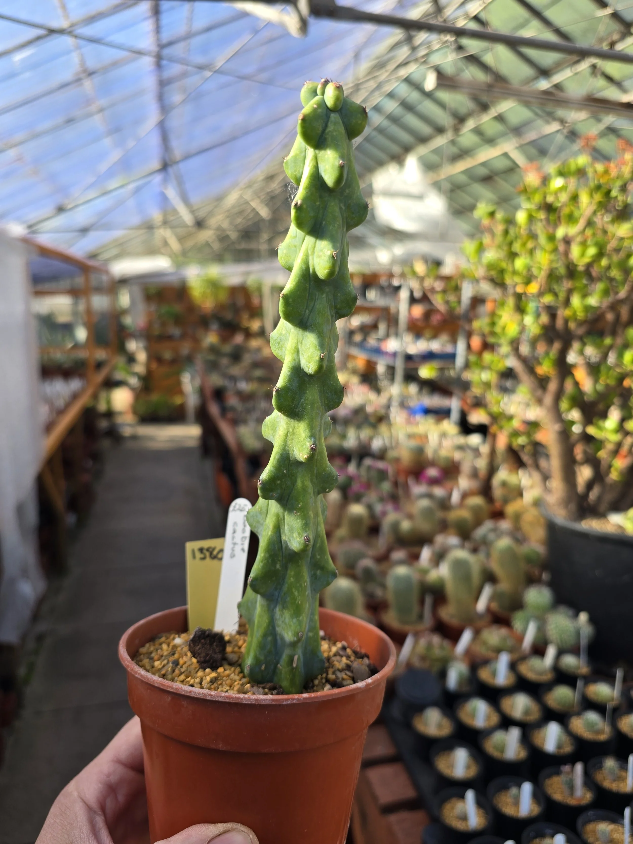 BOOBIE CACTUS 23CM TALL