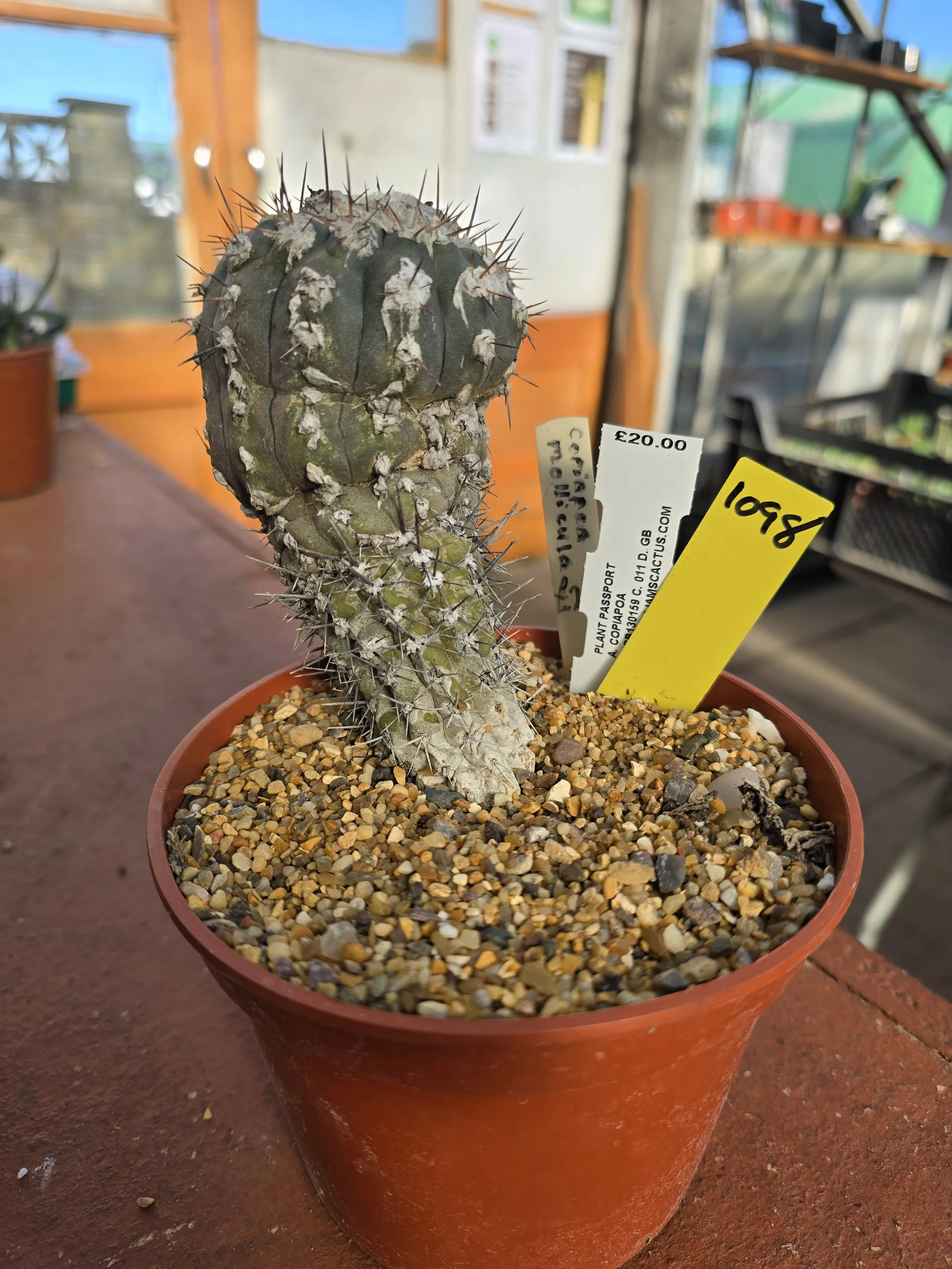 COPIAPOA MOLLICULA