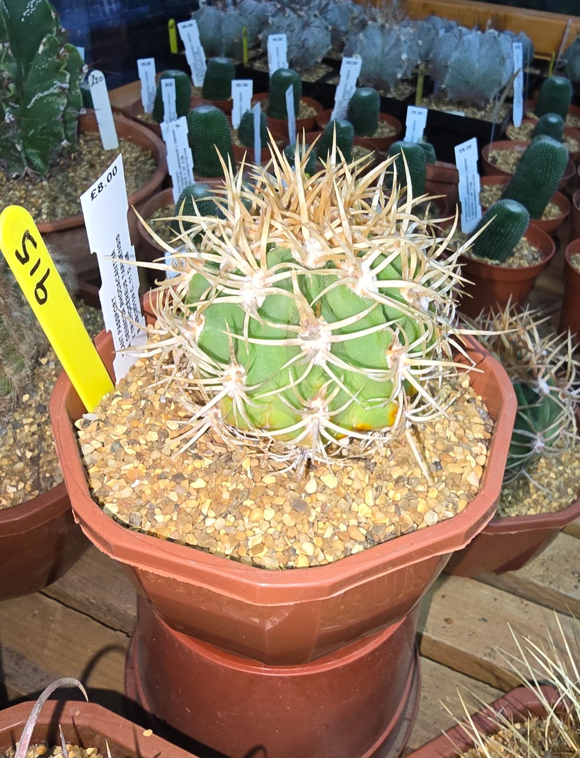 DENMOZA RHODACANTHA x TRICHOCEREUS TARIJENSIS