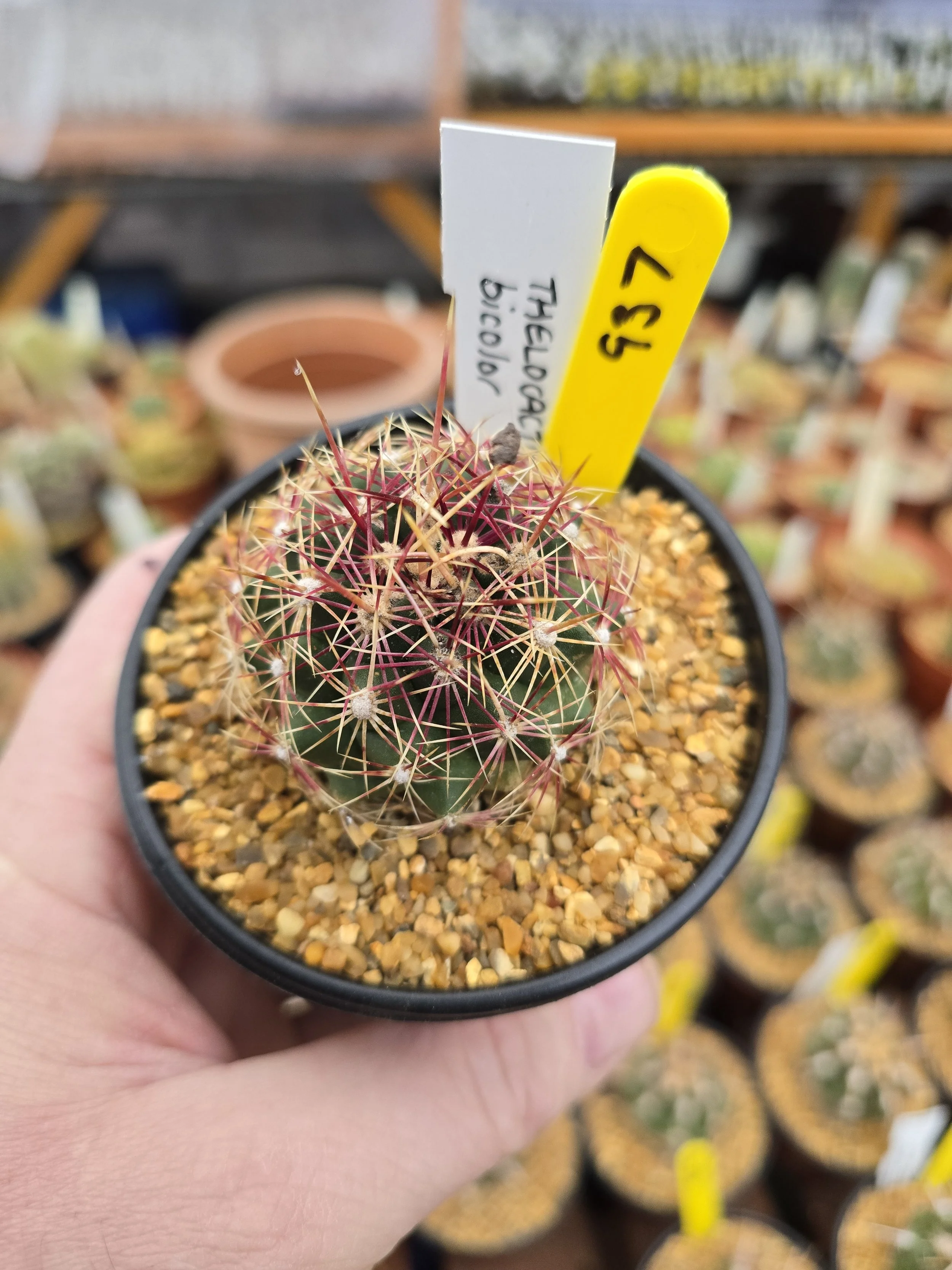THELOCACTUS BICOLOUR V TEXENIS