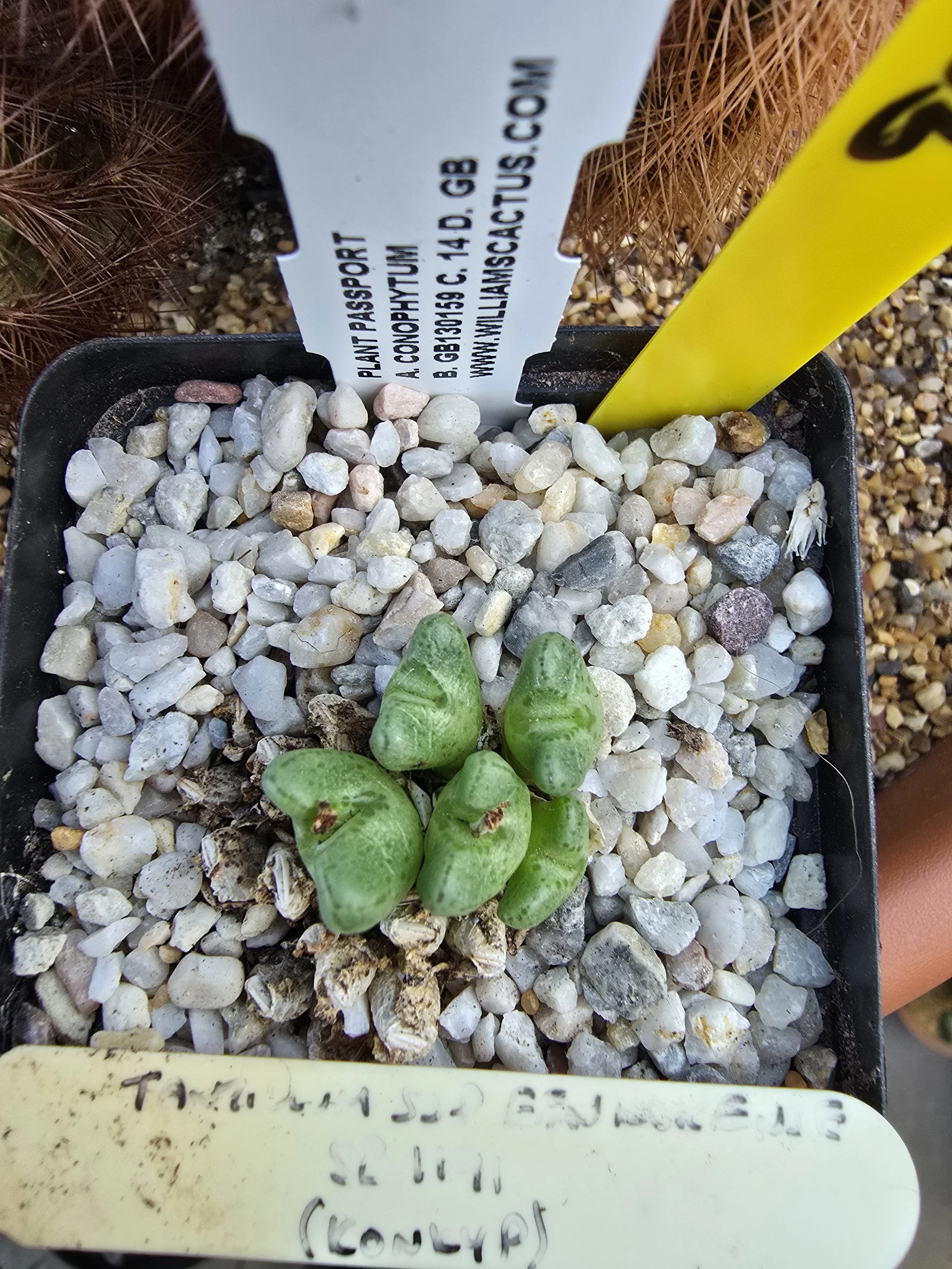 990 Conophytum tantillum subsp. eenkokerense SB1191 KONKYP.jpg