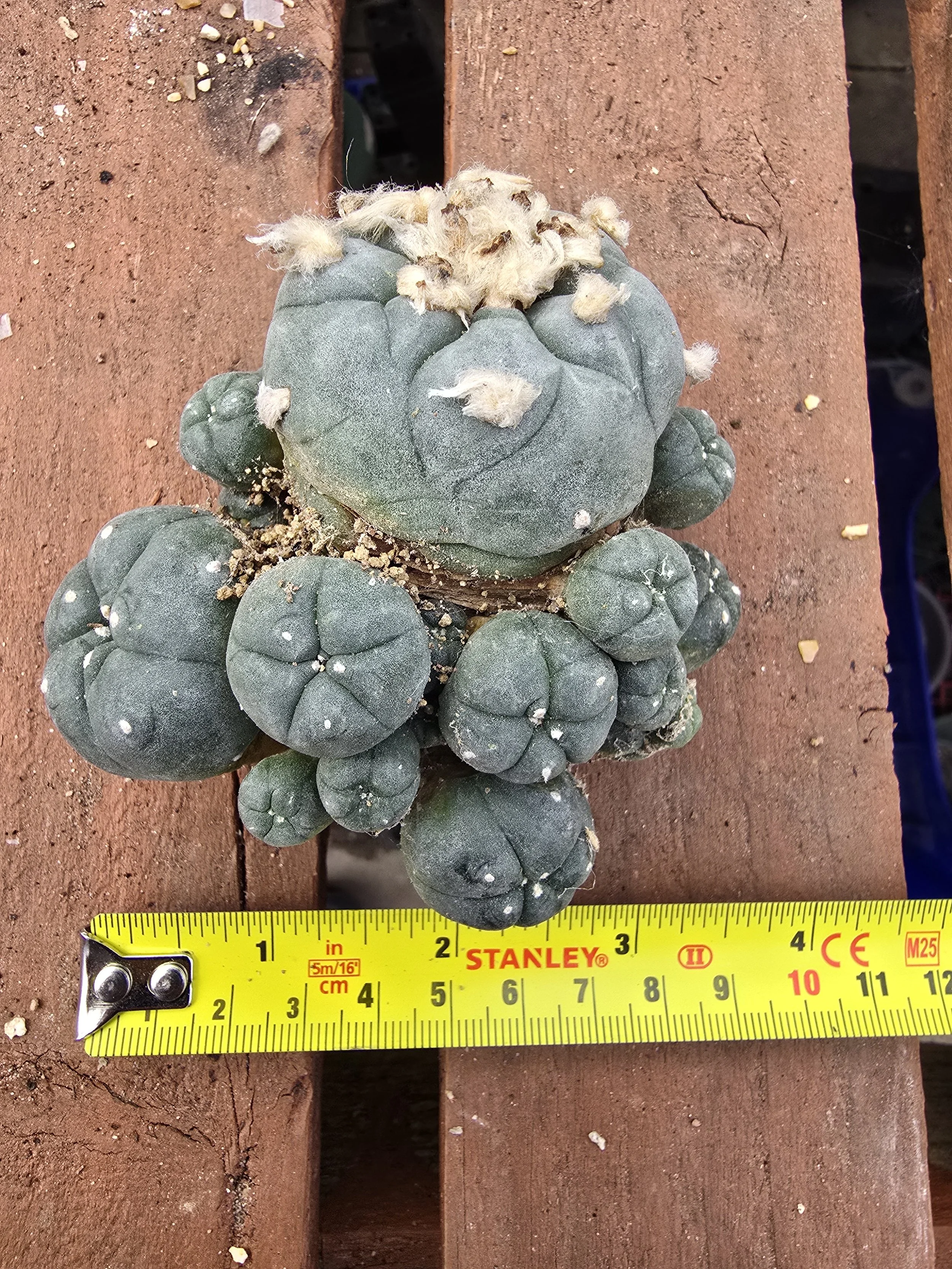 Lophophora williamsii var. caespitosa