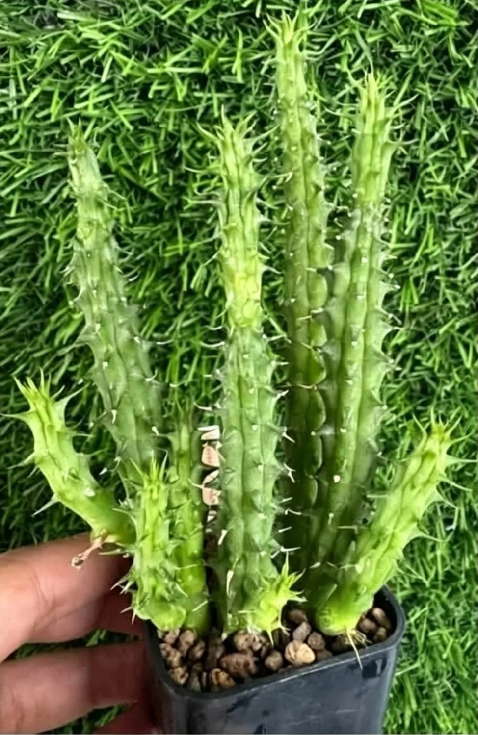 HUERNIA+STRAWBERRY+FROSTING.jpg