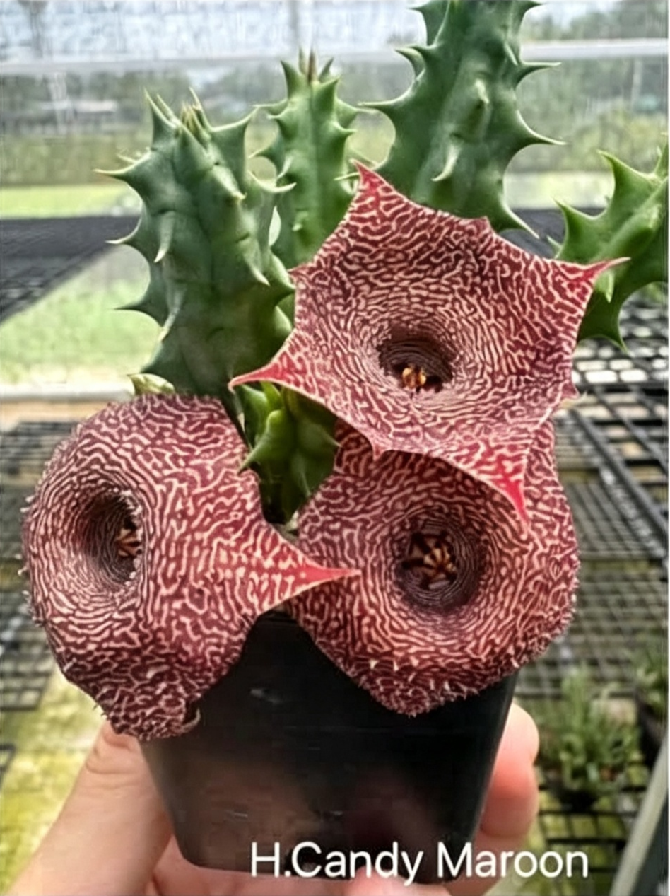HUERNIA CANDY MAROON