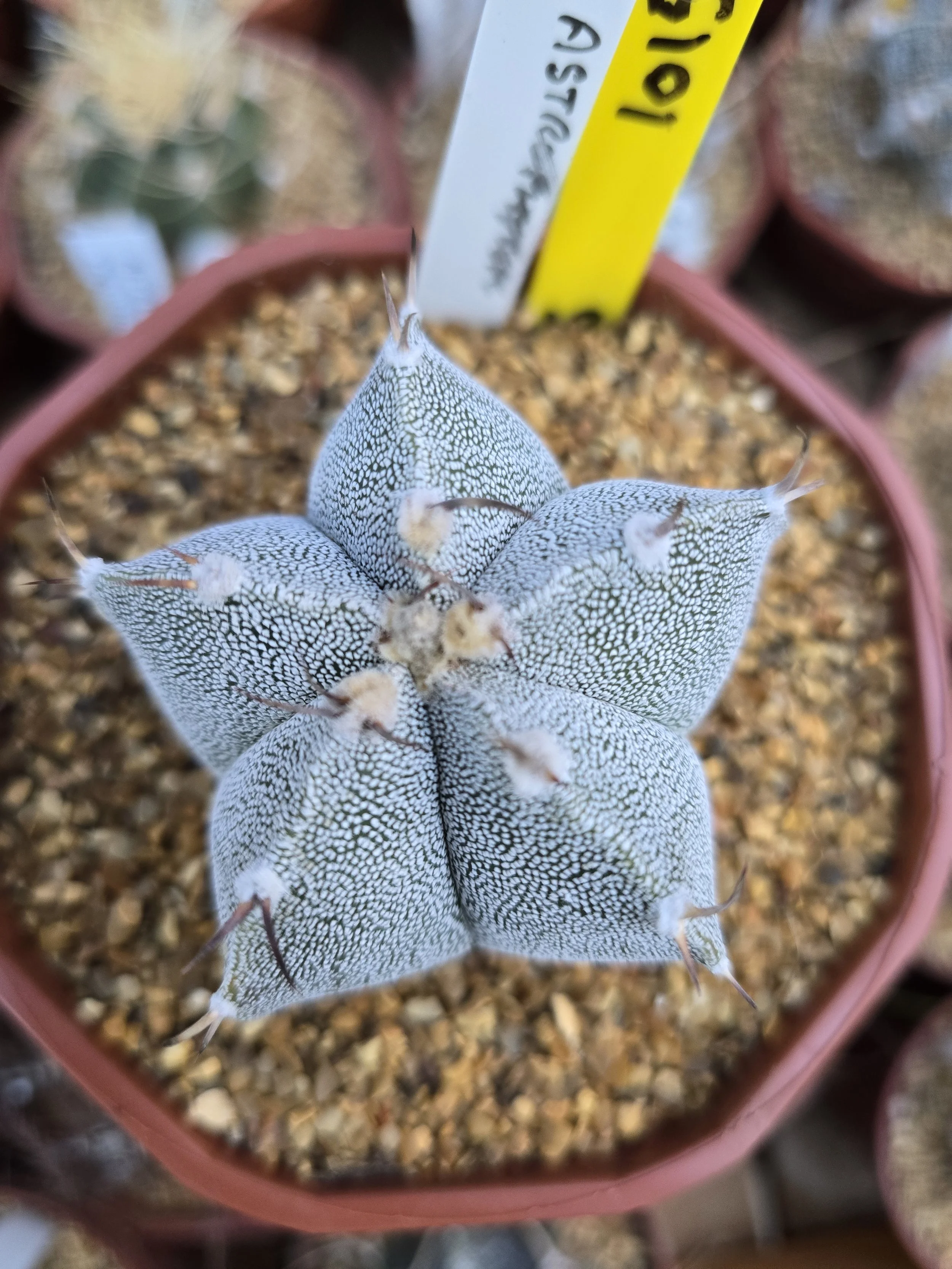 ASTROPHYTUM MYRIOSTIGMA BISHOPS MITRE