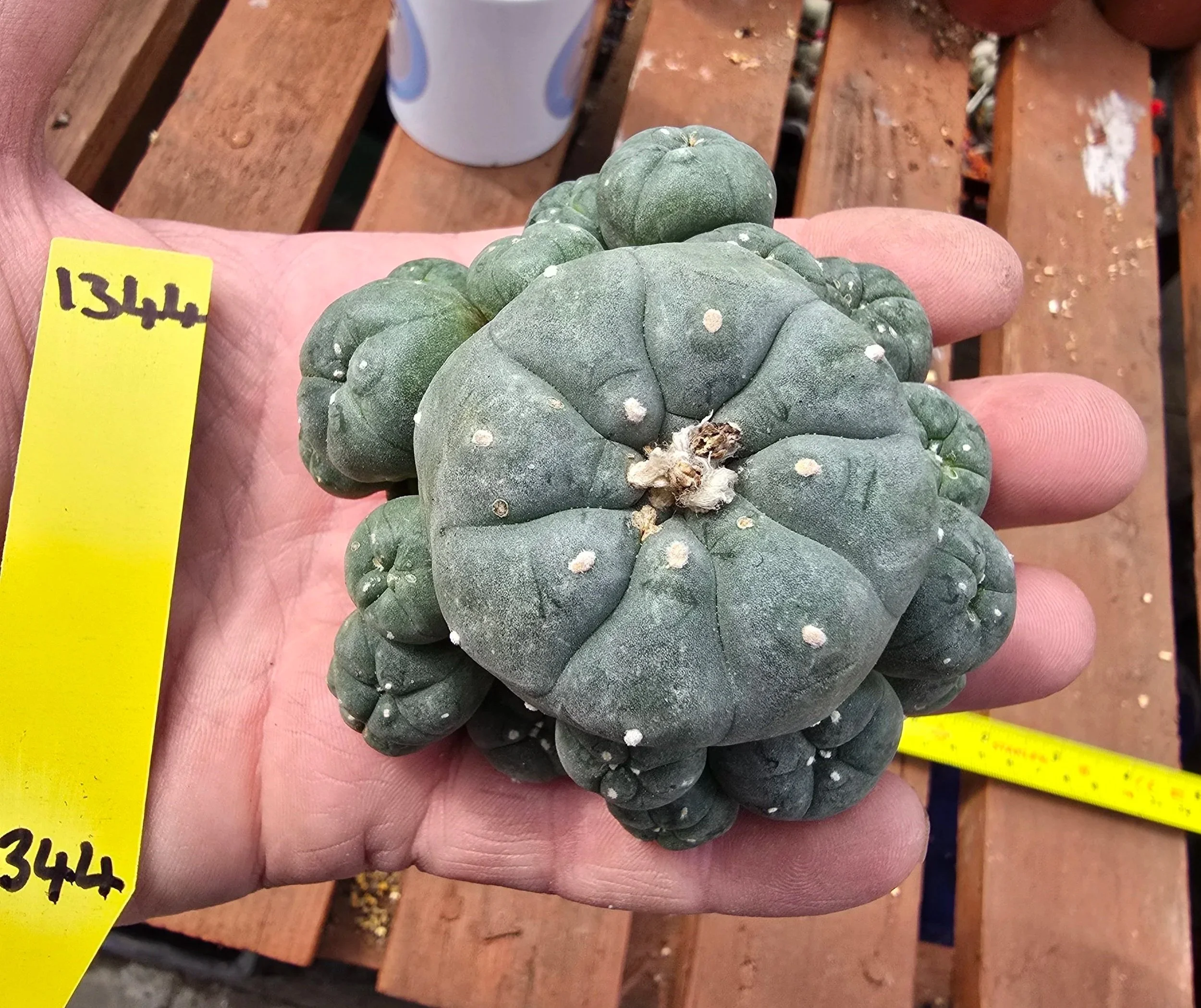 Lophophora williamsii var. caespitosa