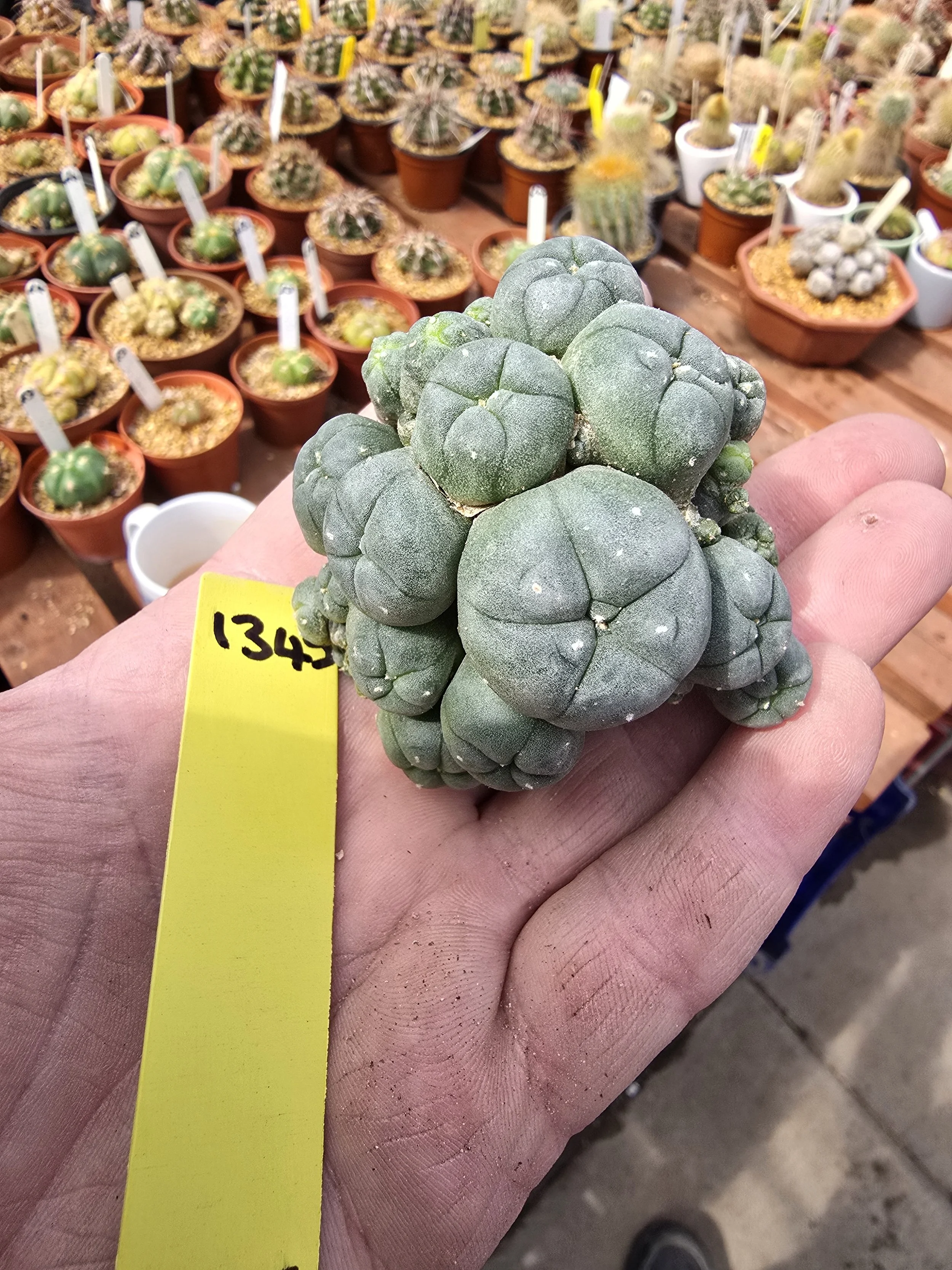 Lophophora williamsii var. caespitosa