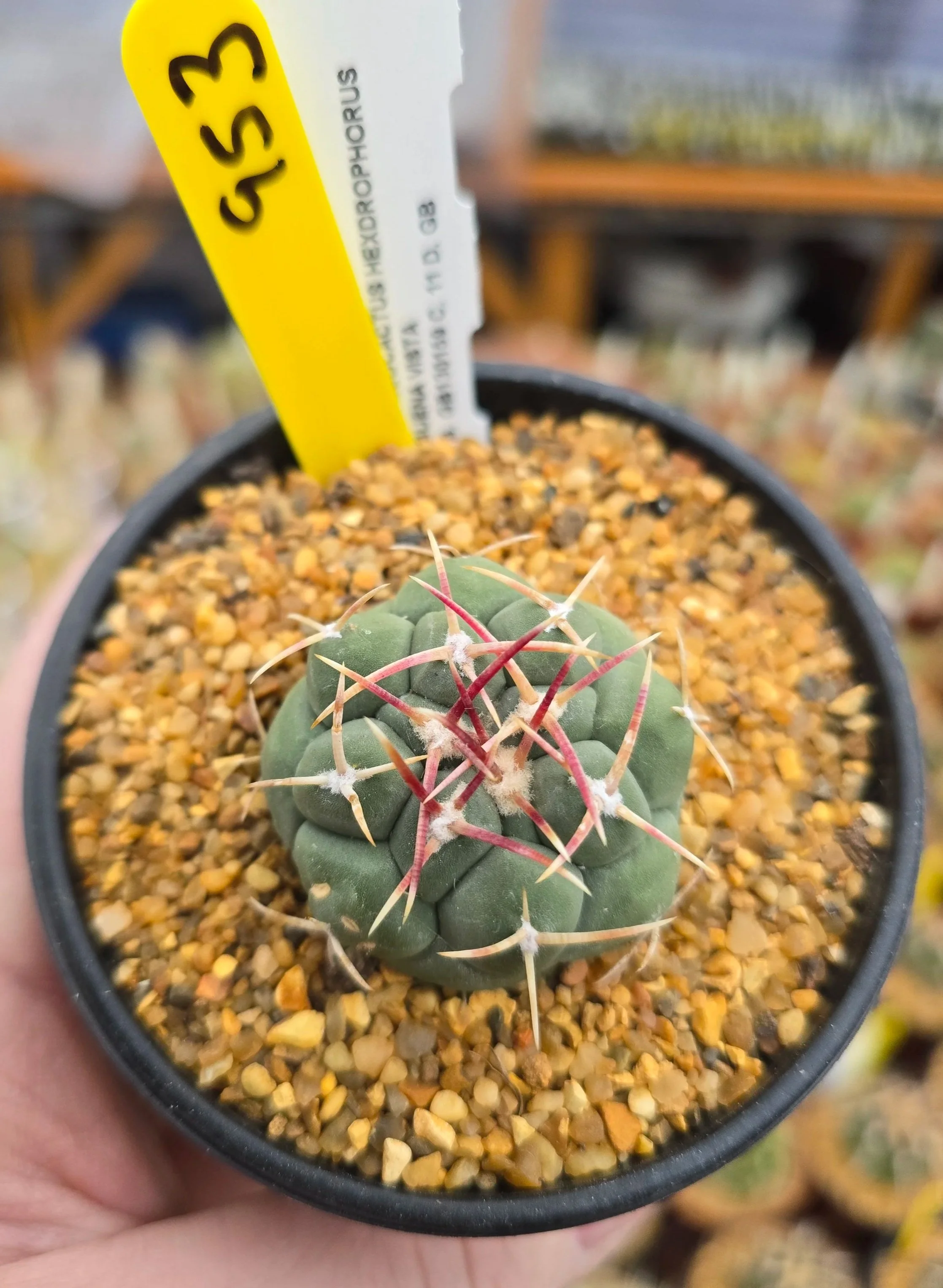THELOCACTUS HEXDROPHORUS BUENA VISTA